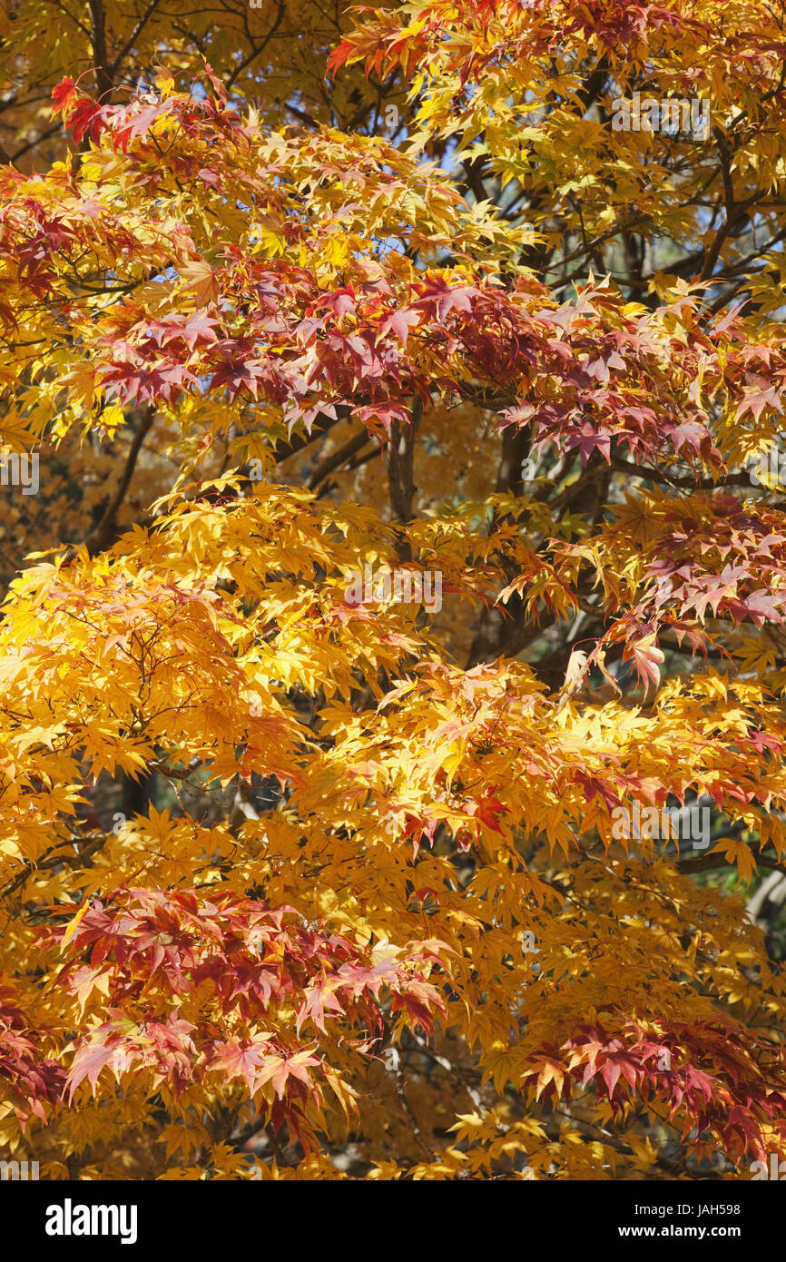 Gyeongju Gyeongju Corée,,parc national,les feuilles d'automne, Banque D'Images
