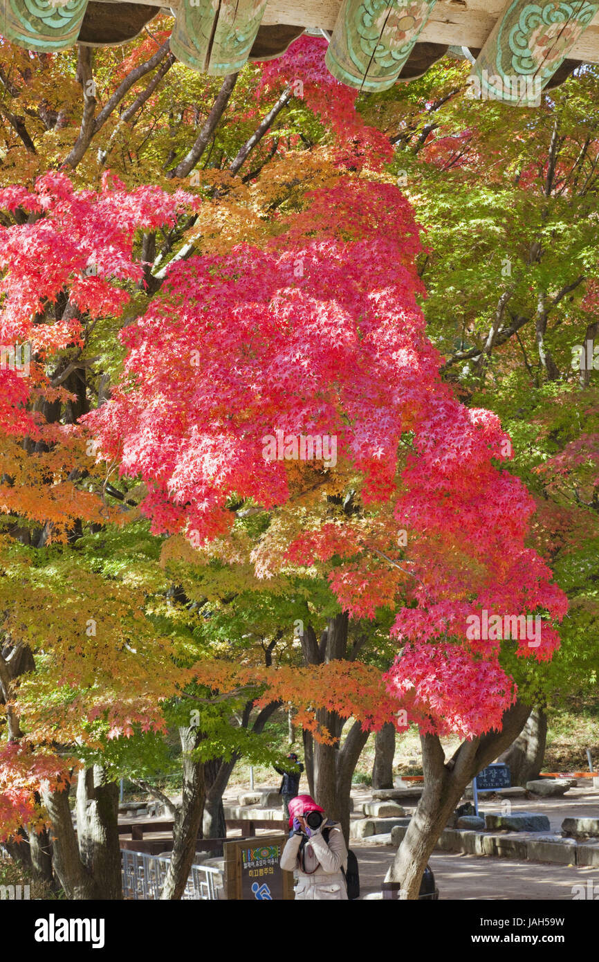 Gyeongju, Corée,,temple Bulguksa,arbres,l'automne, Banque D'Images