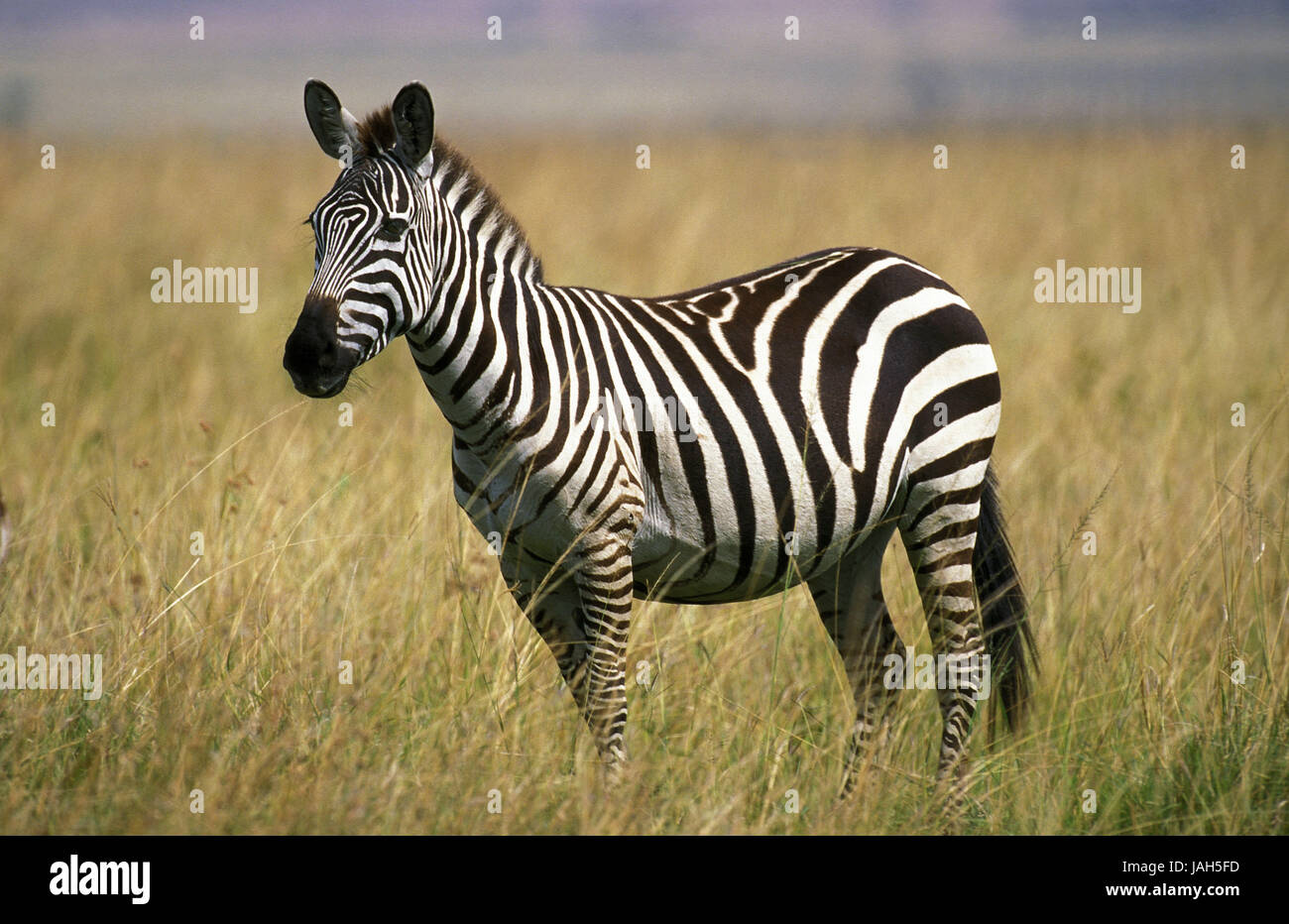 Zebra steppe, Equus burchelli,Parc de Masai Mara, Kenya, Banque D'Images