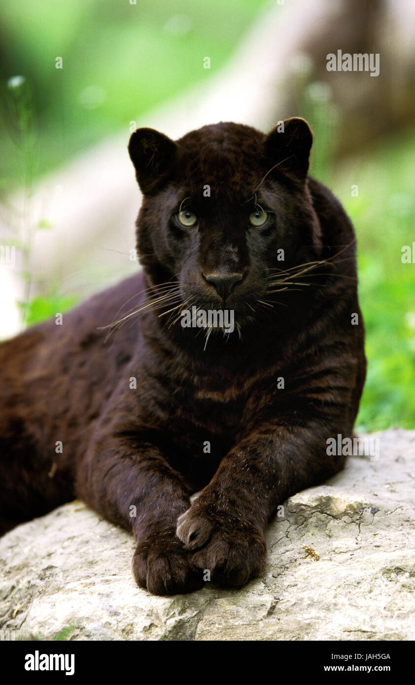 Leopard noir ou noir,panther Panthera pardus, Banque D'Images