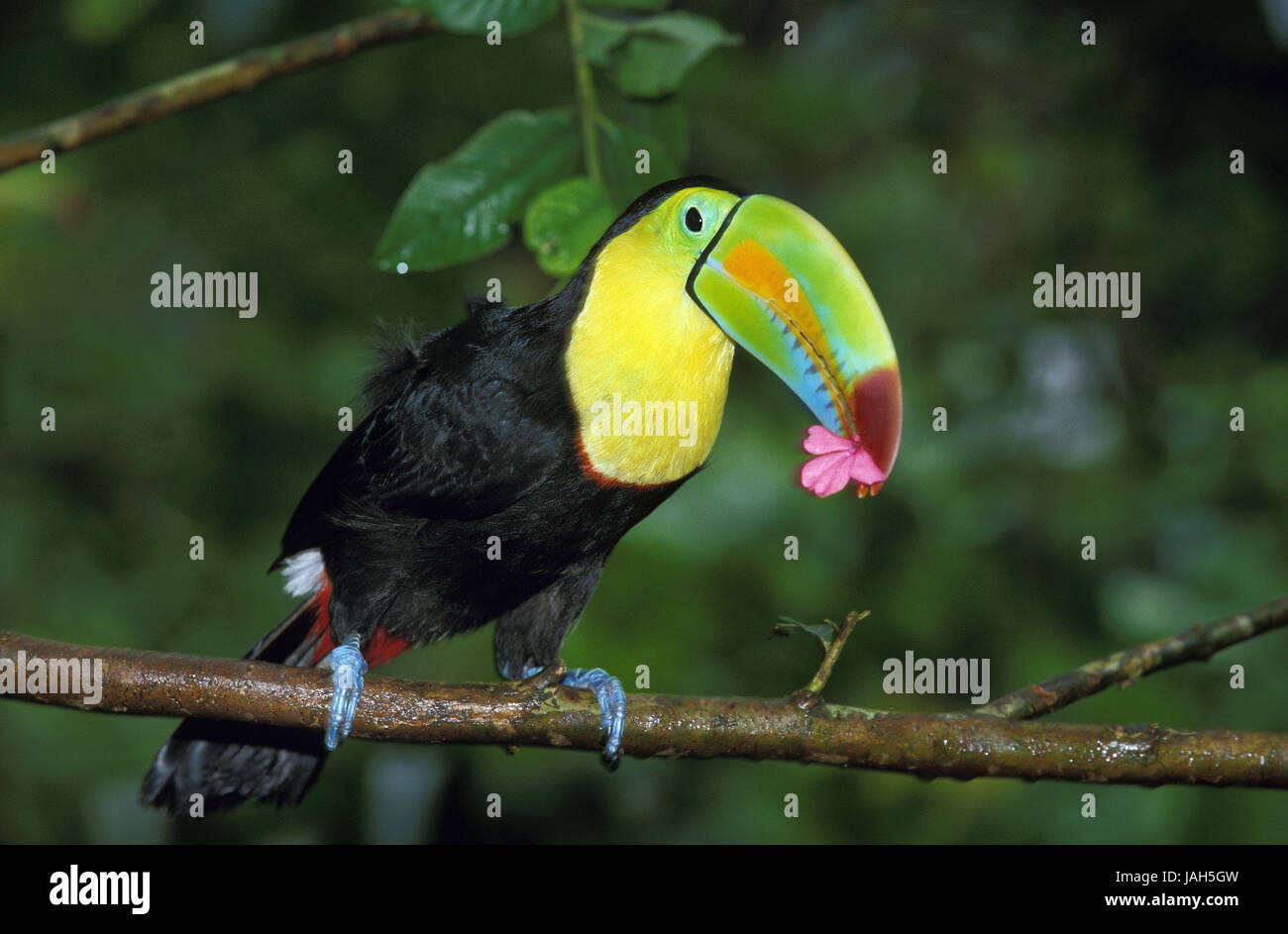 Toucan toucan arc-en-ciel ou pêche,Ramphastos sulfuratus,manger,flower,Costa Rica, Banque D'Images