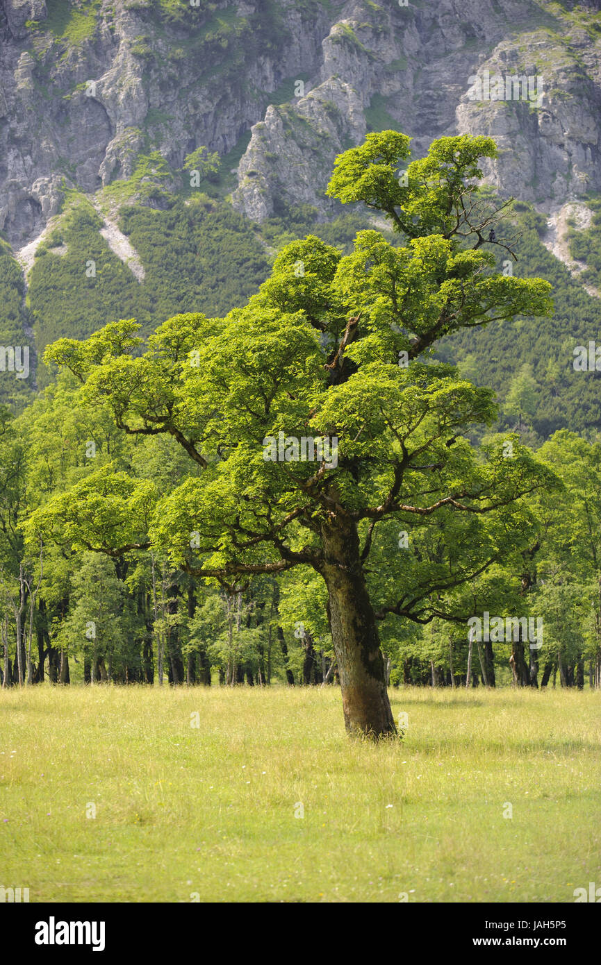 Arbres dans le grand marbre dans étroitement, Banque D'Images