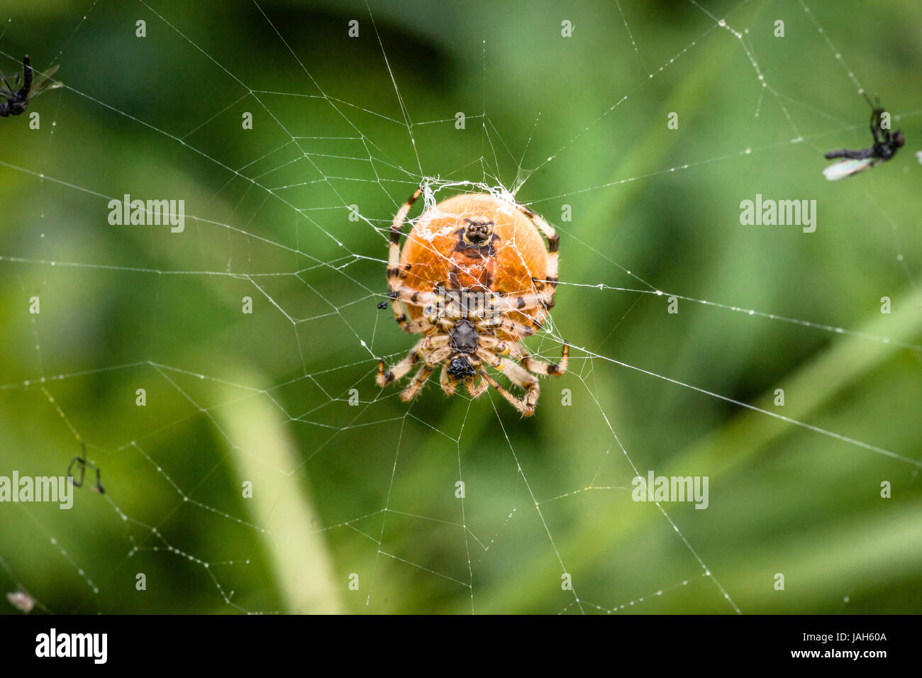 Grosse araignée dans un site web avec les moustiques Banque D'Images