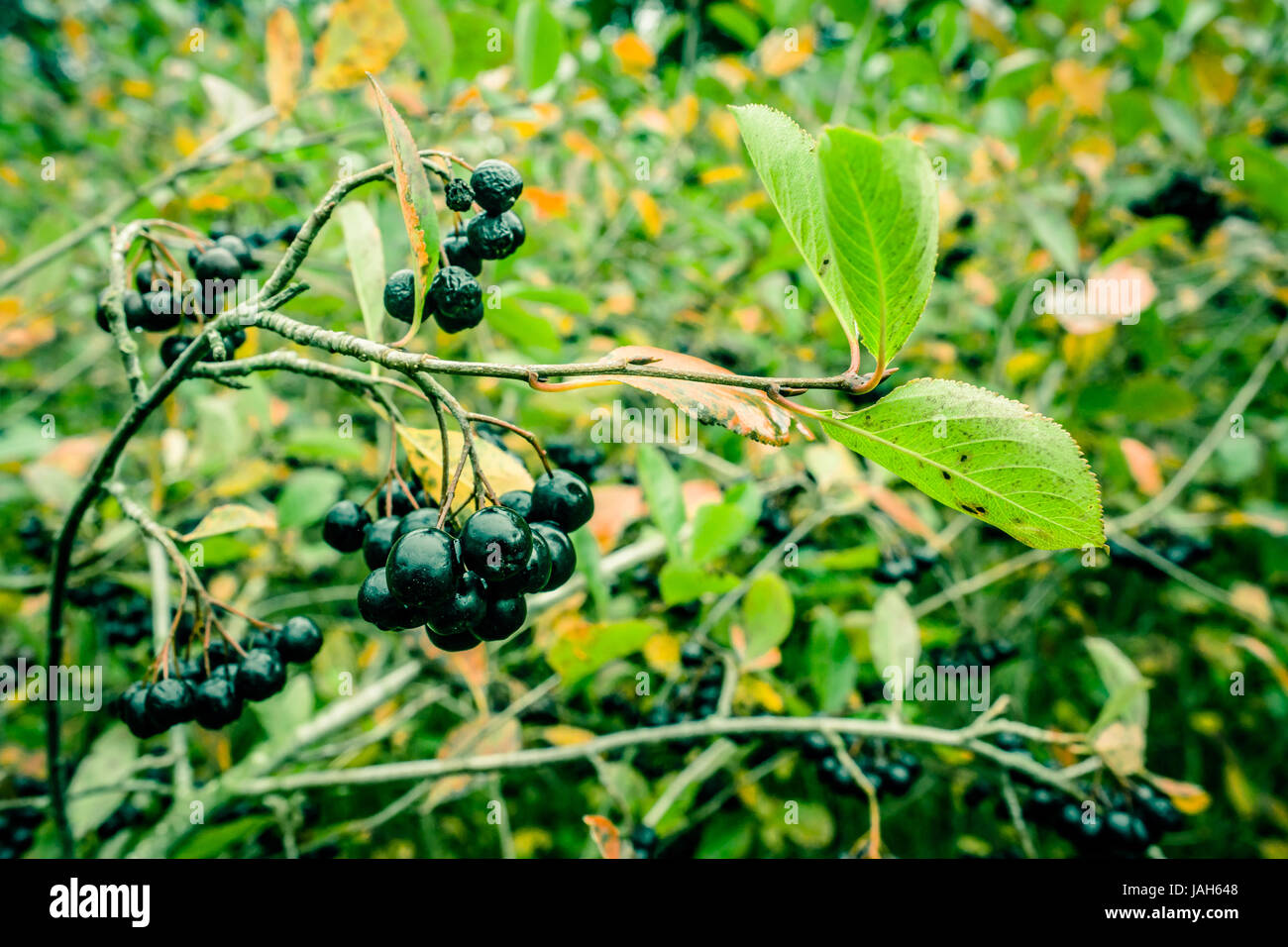Aronia melanocarpa accroché sur une branche dans la nature Banque D'Images