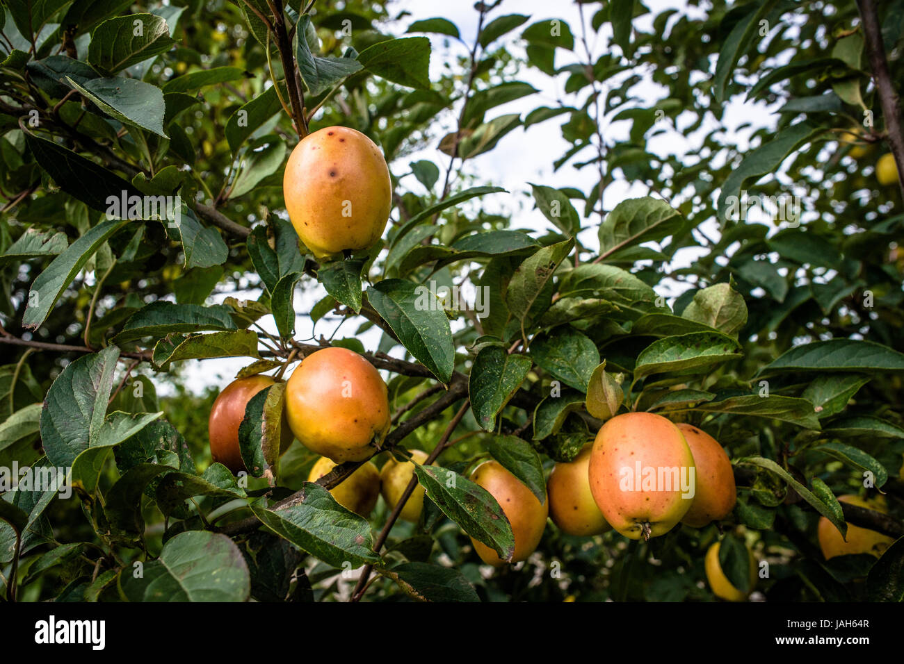 Haning pommes dans un arbre en automne Banque D'Images