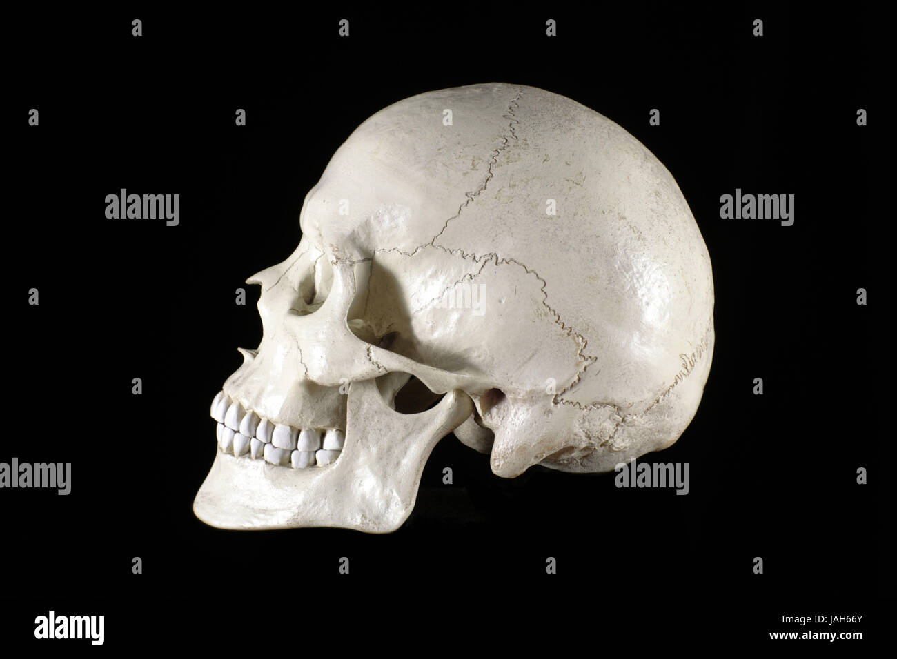 Crâne humain, Banque D'Images