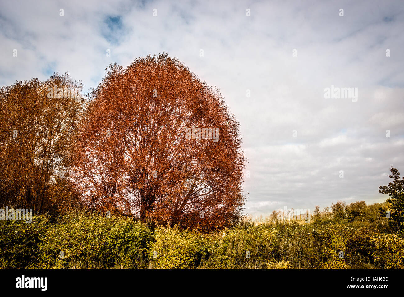 Feuilles d'Orange sur un arbre en automne Banque D'Images