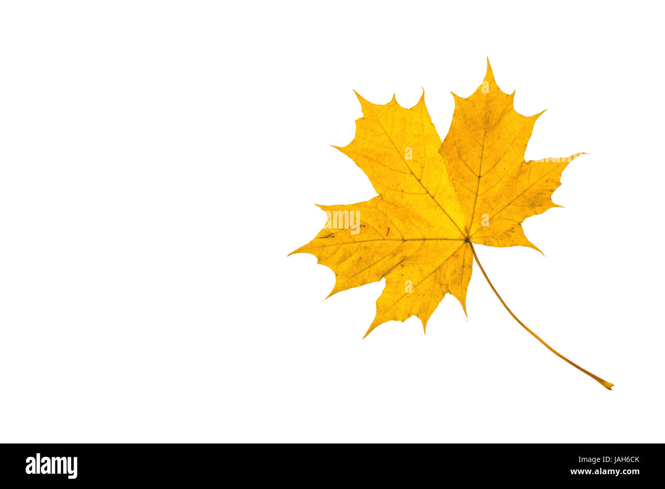Fallen Leaf en couleurs jaune à l'automne temps Banque D'Images