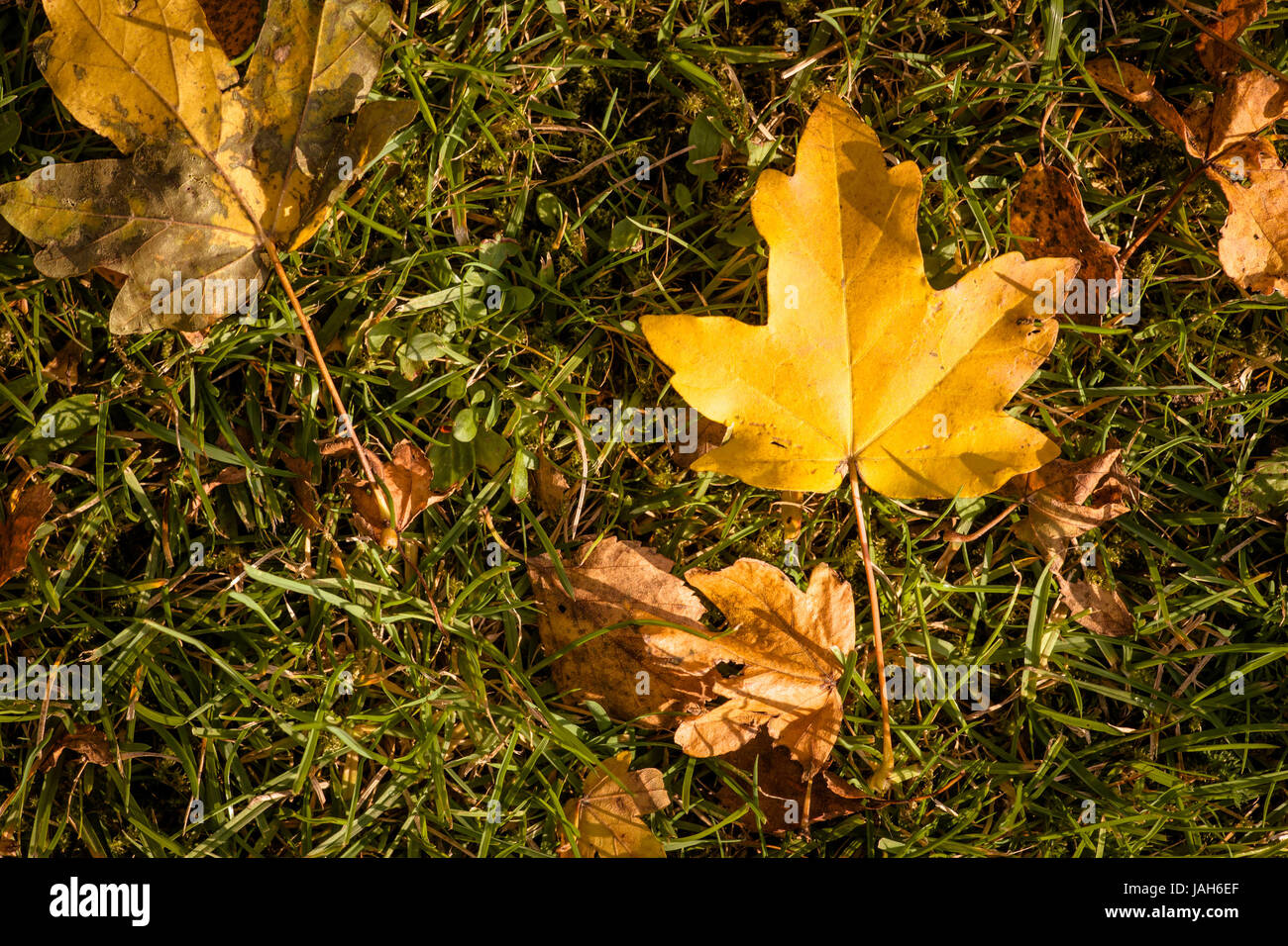 Feuilles tombées dans l'herbe au temps d'automne Banque D'Images