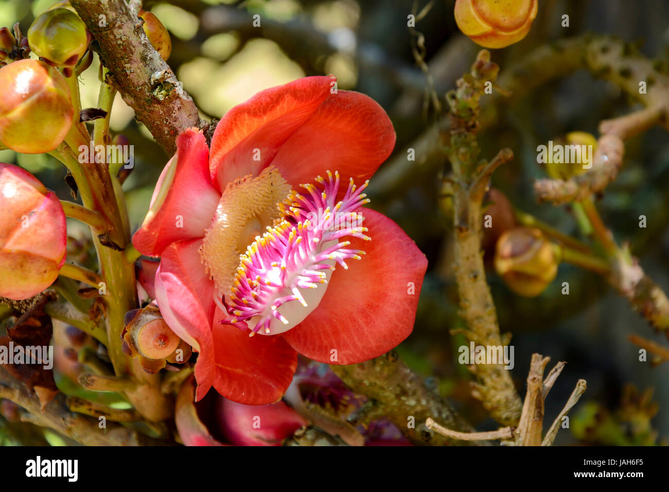 Amazonie arbre fleur rouge exotique largement utilisé dans un projet appelé Cannon Ball Tree ou Abrico de macaco au Brésil parmi les autres noms Banque D'Images