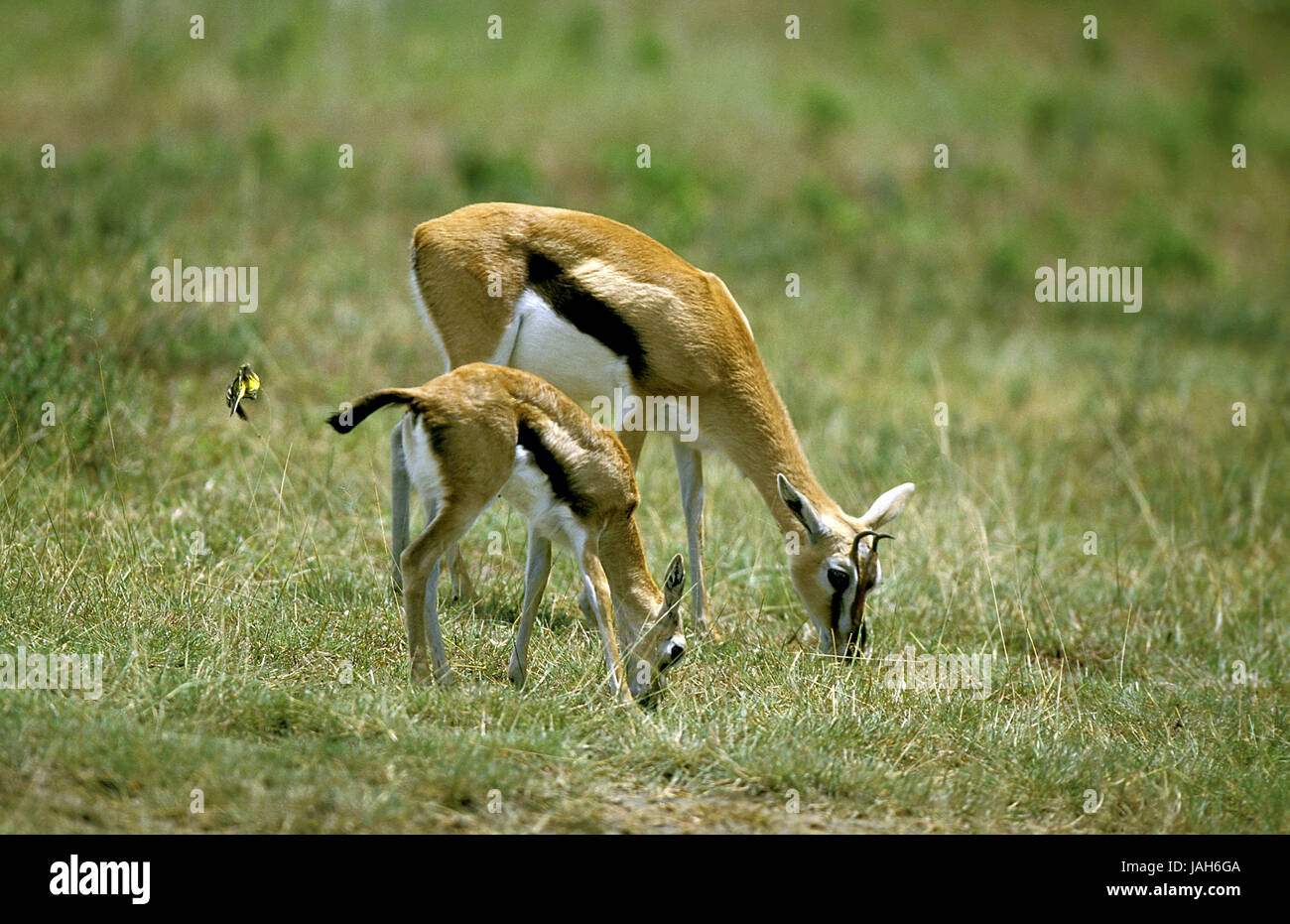 Gazelle de Thomson, Eudorcas thomsoni Gazella thomsoni précoce,mère,animal,les jeunes,Animaux,Parc de Masai Mara, Kenya Banque D'Images