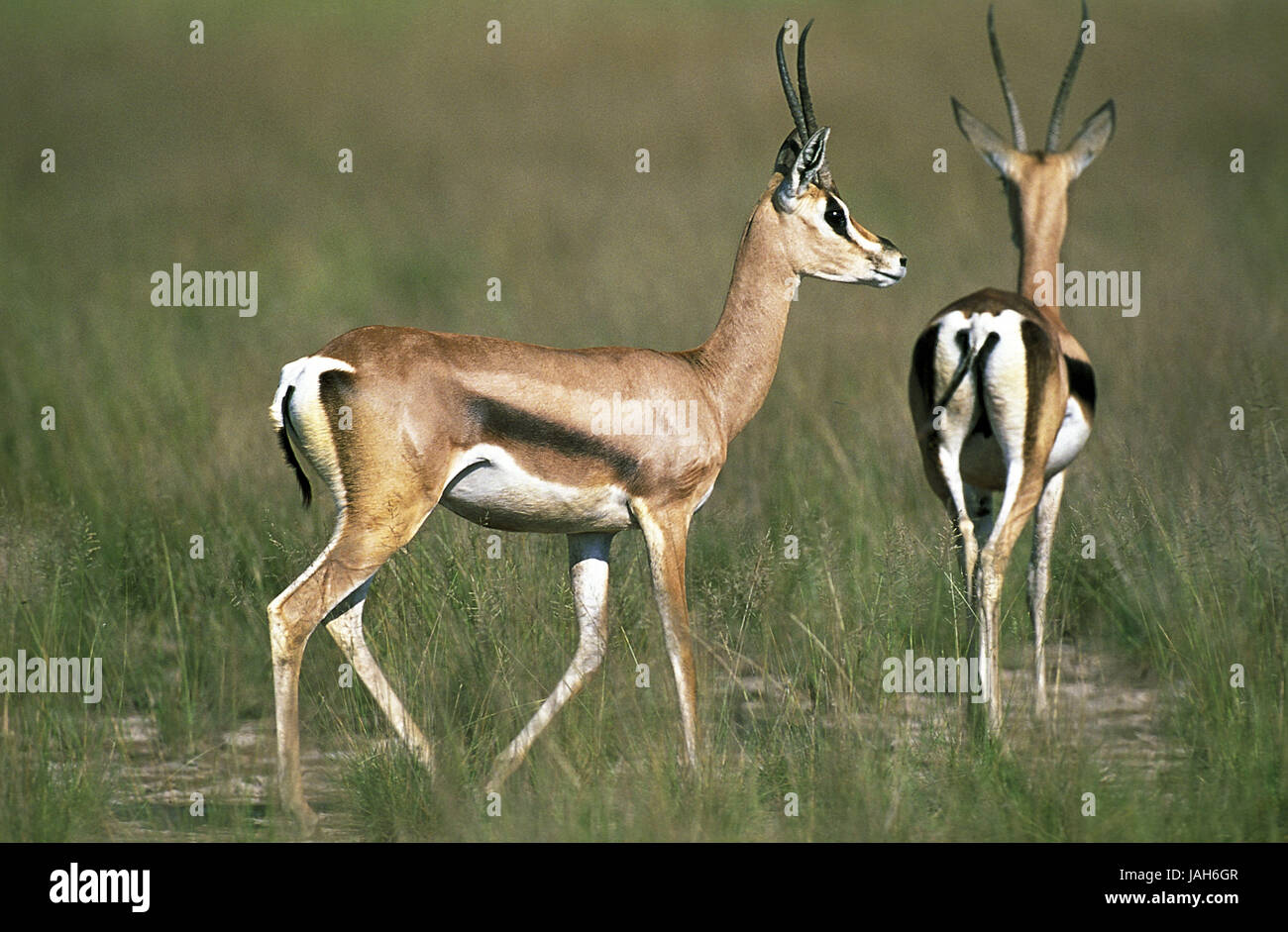 Gazelle de Grant,Nanger Gazella granti granti,au début,porte,Parc de Masai Mara, Kenya, Banque D'Images