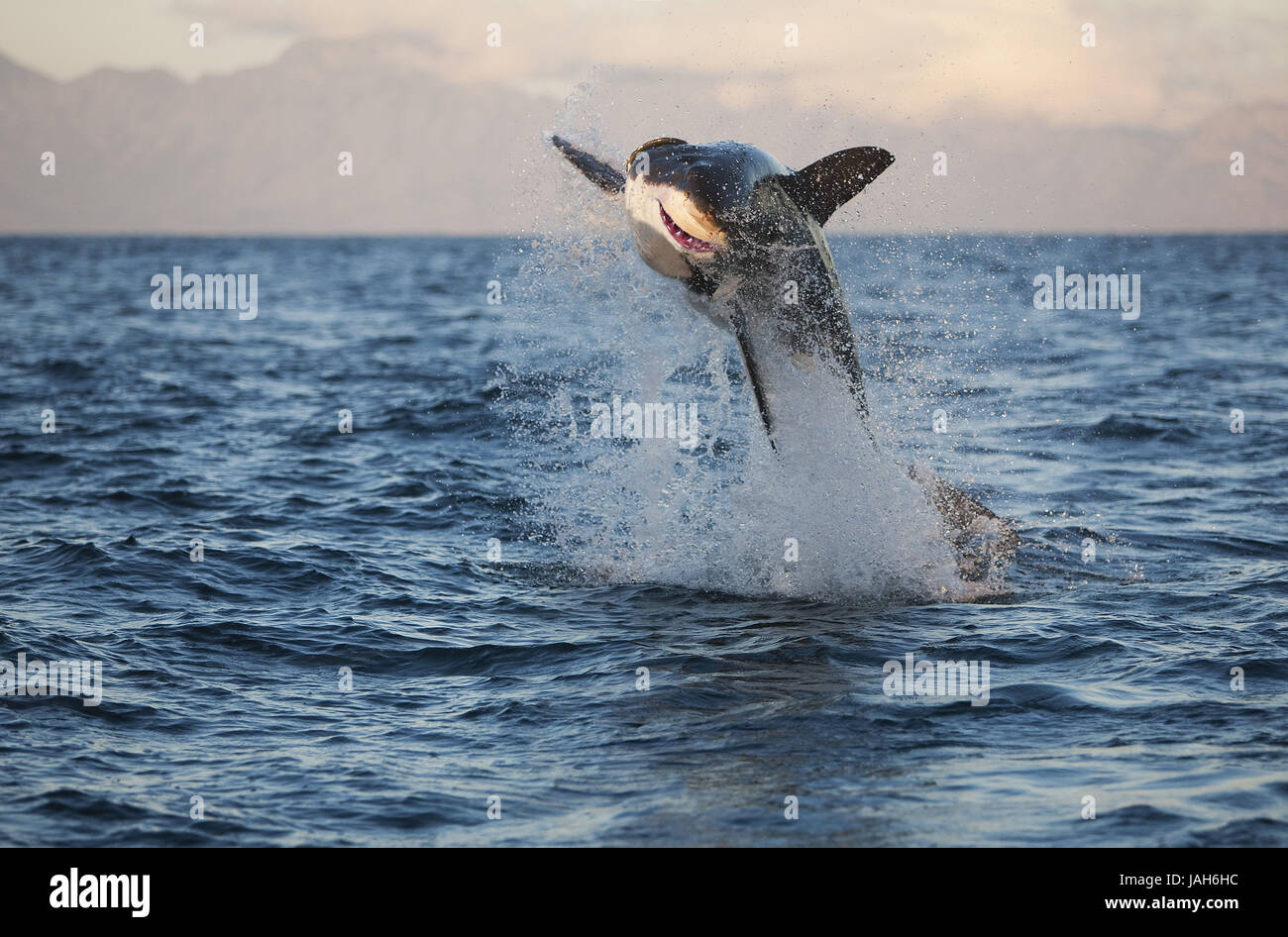 Grand requin blanc, Carcharodon carcharias, requin blanc, requin humain,animal adulte,saut,False Bay, Afrique du Sud, Banque D'Images