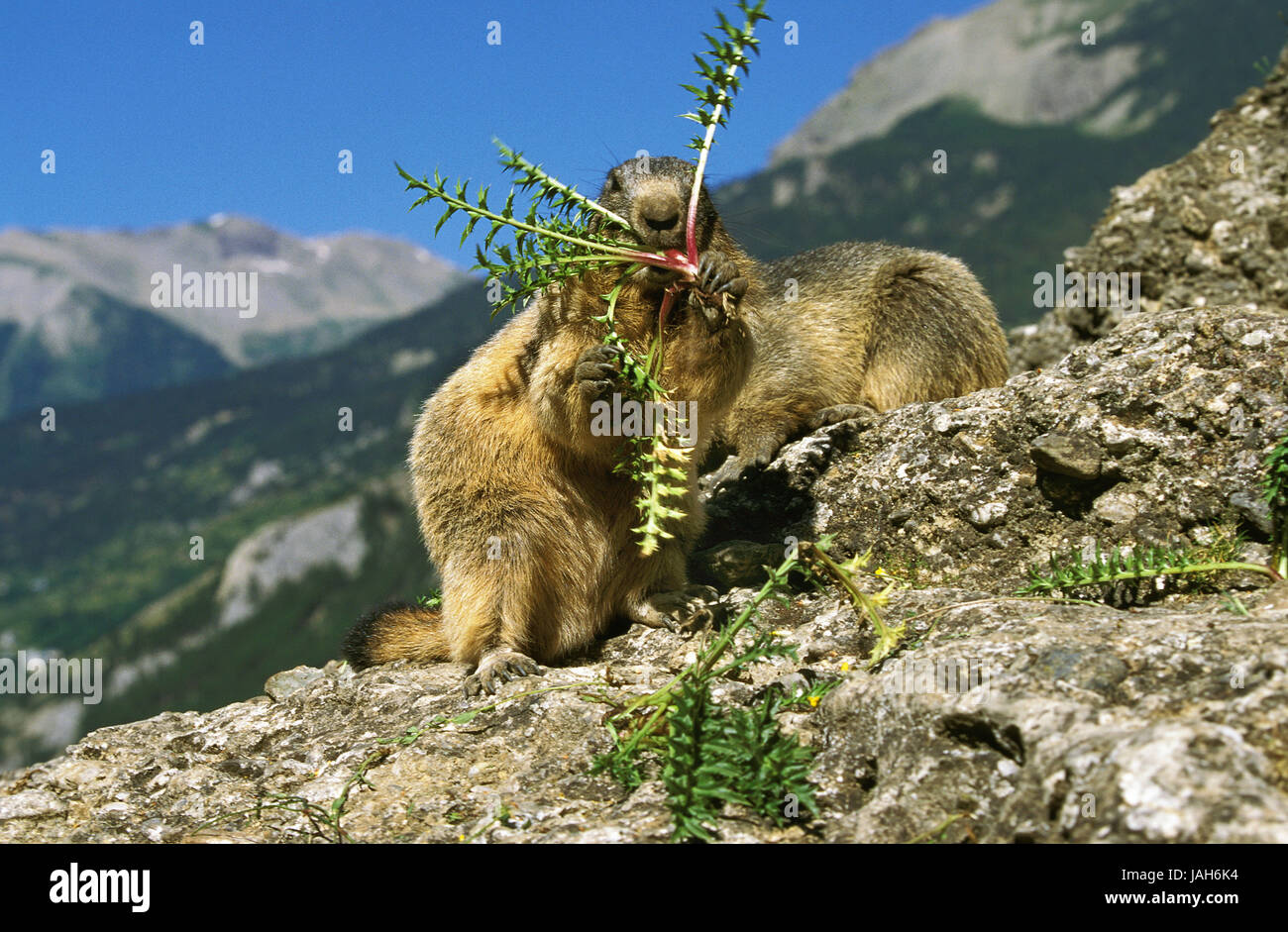 Alp,marmotte Marmota marmota,animal adulte,le pissenlit,manger,Alpes, Banque D'Images