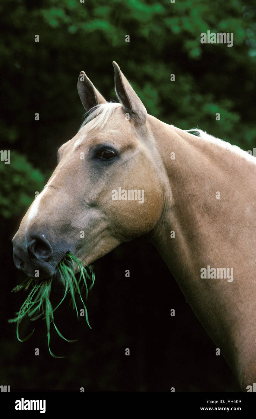 American Quarter Horse,animal adulte,manger,de l'herbe, Banque D'Images