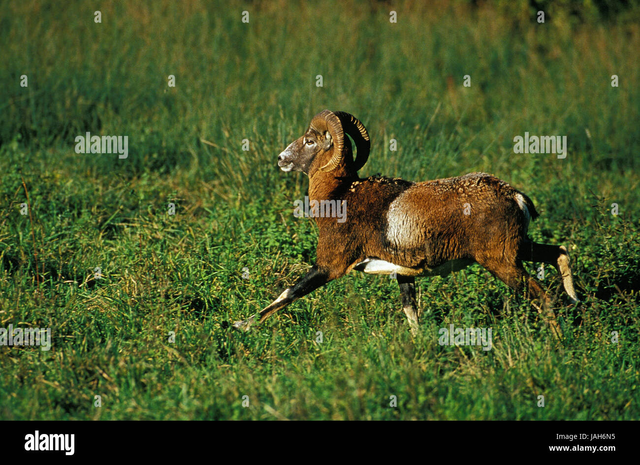 Mufflon européenne,Ovis ammon musimon,equitation,courir, Banque D'Images