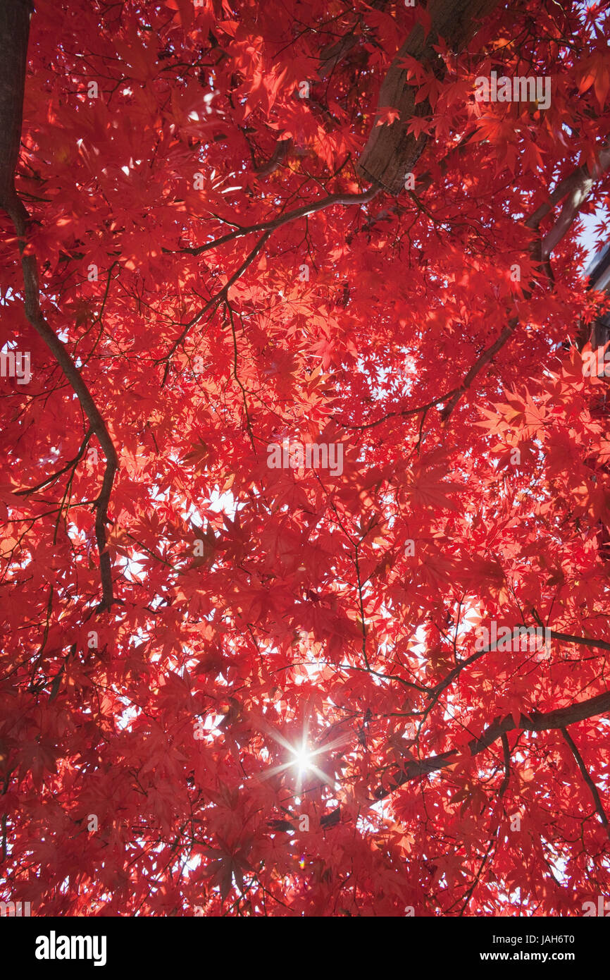 Japon Kyoto Arashiyama,,,Adashino Nenbutsu-ji,,érable de l'automne, Banque D'Images
