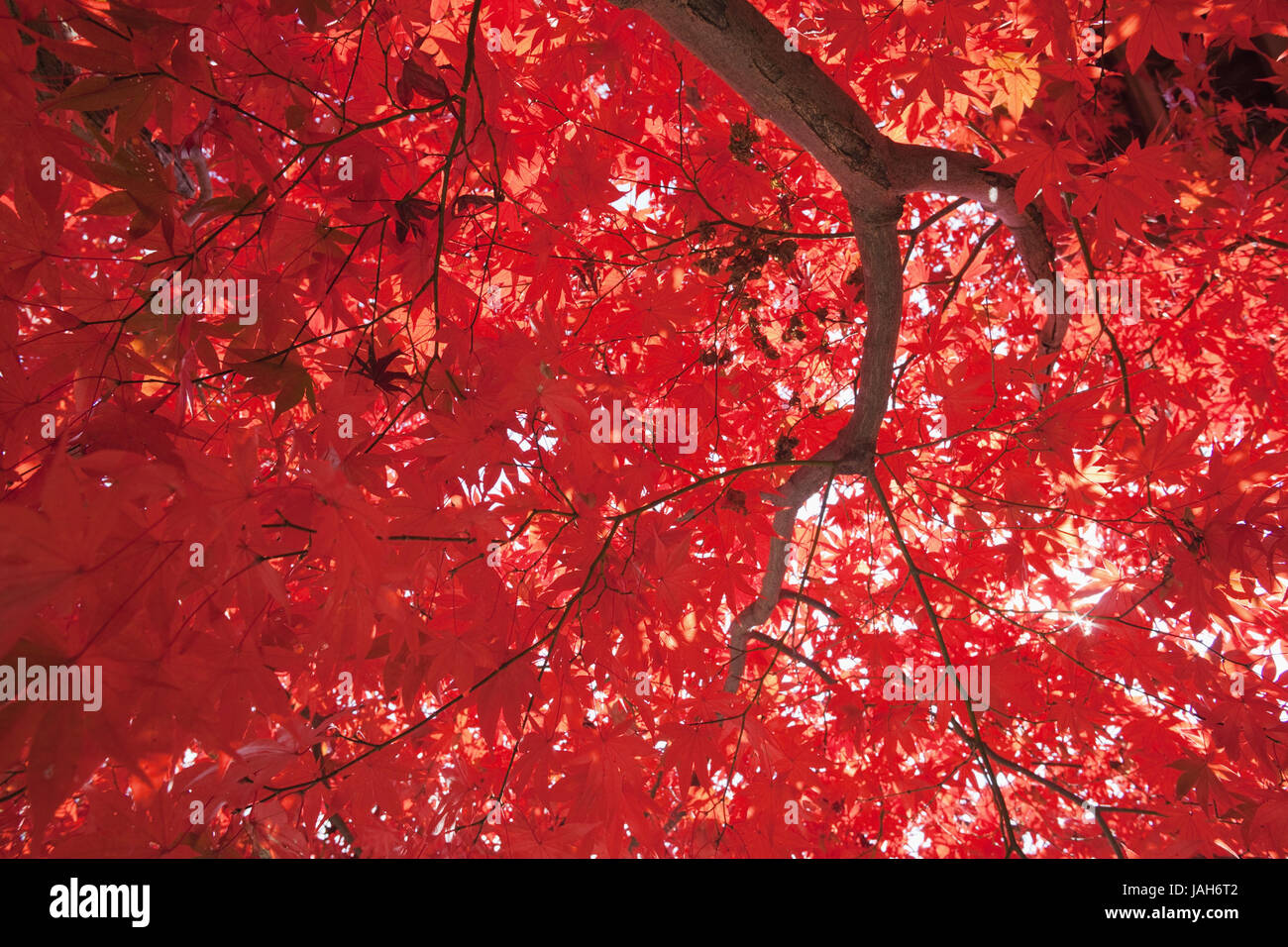 Japon Kyoto Arashiyama,,,Adashino Nenbutsu-ji,,érable de l'automne, Banque D'Images
