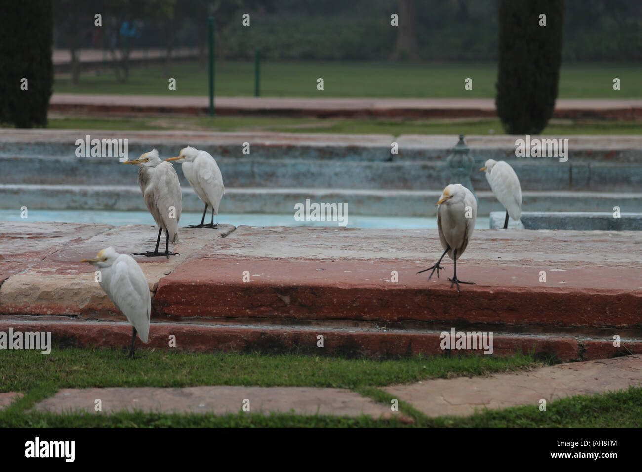L'aigrette garzette est un petit héron blanc Nom latin Egretta garzetta dans la fontaine du Mausolée du Taj Mahal, Agra, de l'état de l'Uttar Pradesh, Inde Banque D'Images