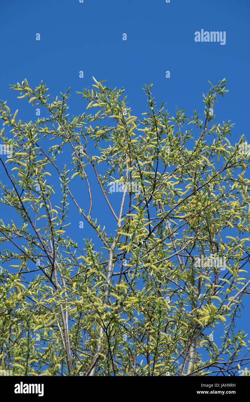 L'osier, Salix saule commun. Banque D'Images