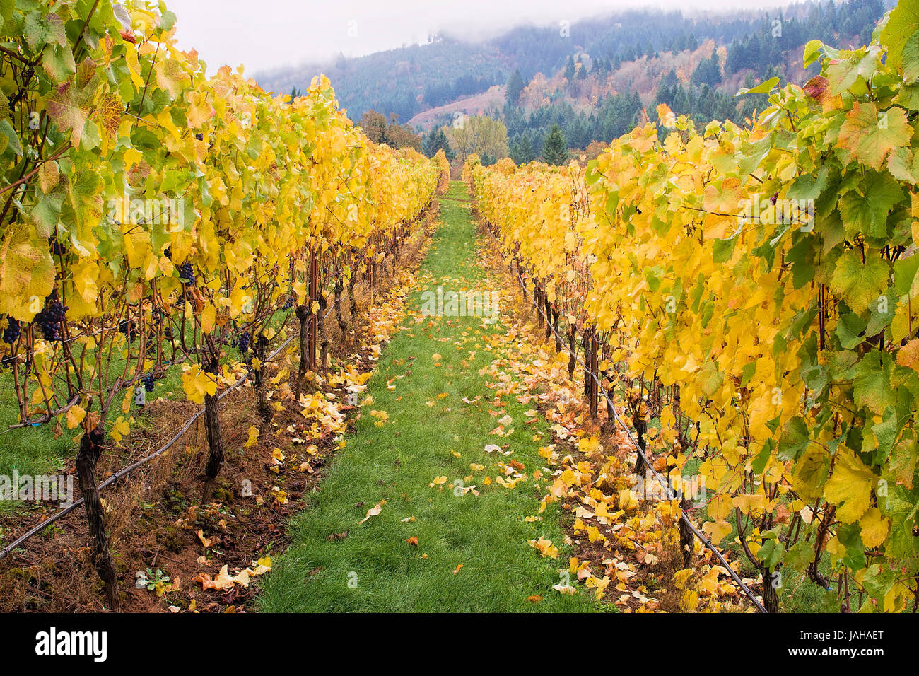 Rangées de vignes dans la région de collines de Dundee Oregon avec matin brouillard en automne Banque D'Images