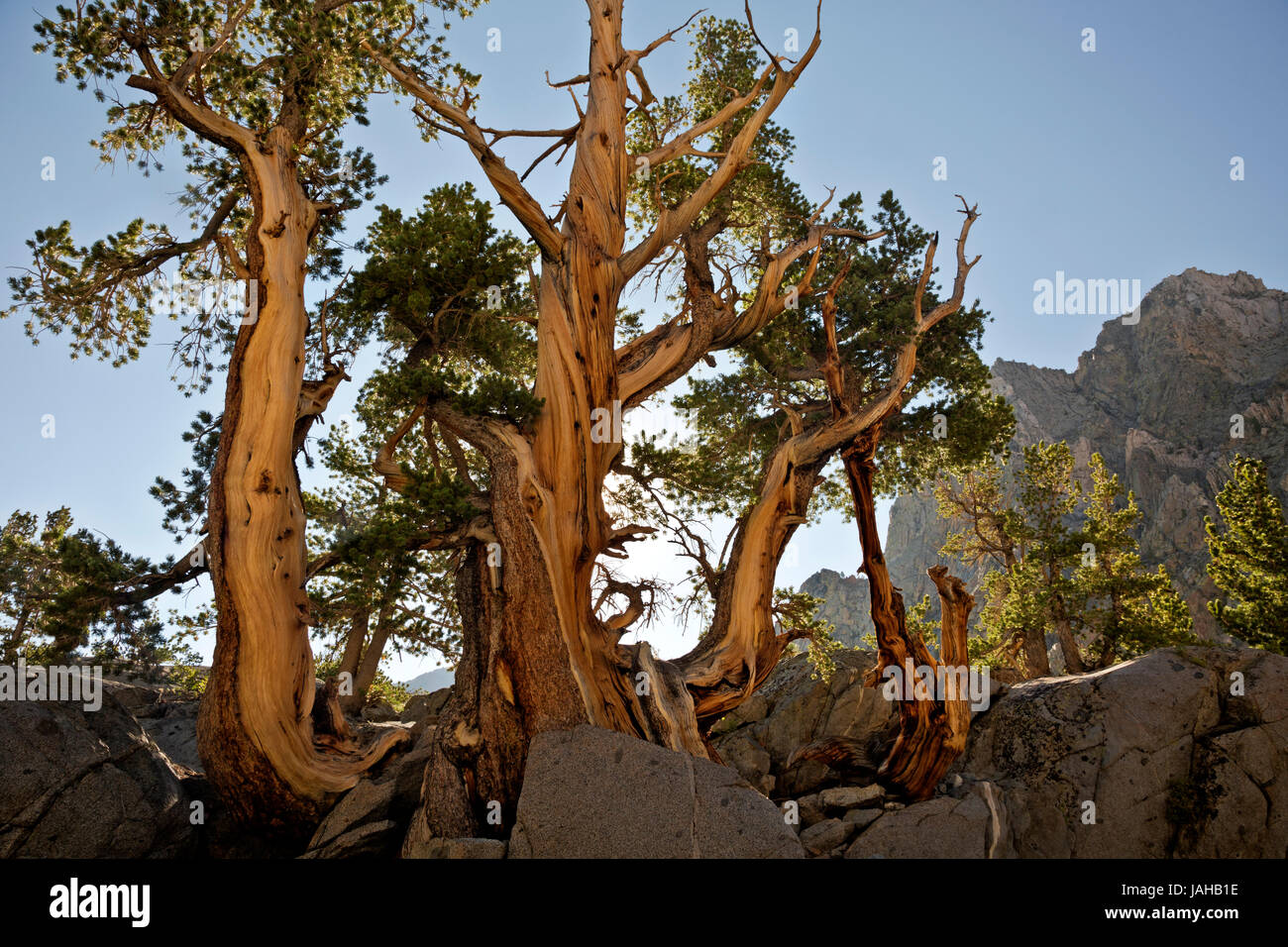 CA03280-00...CALIFORNIE - vieux type pin arbres de la fourche sud Big Pine Creek Valley domaine de la John Muir Wilderness Area. Banque D'Images
