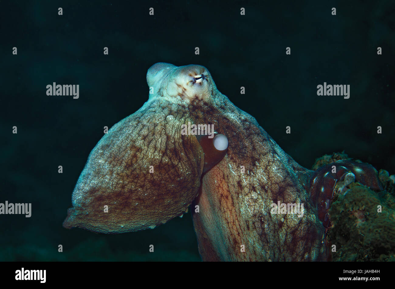 Close up de la journée, Octopus Octopus cyanea, sur les récifs coralliens dans Ari Atoll, Maldives Banque D'Images