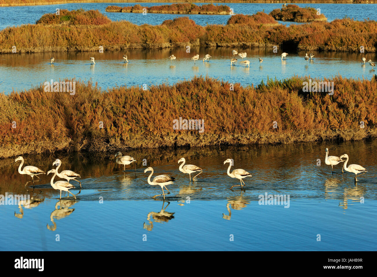 Des flamants roses (Phoenicopterus roseus) dans les marais de la réserve naturelle de l'estuaire du Sado. Portugal Banque D'Images