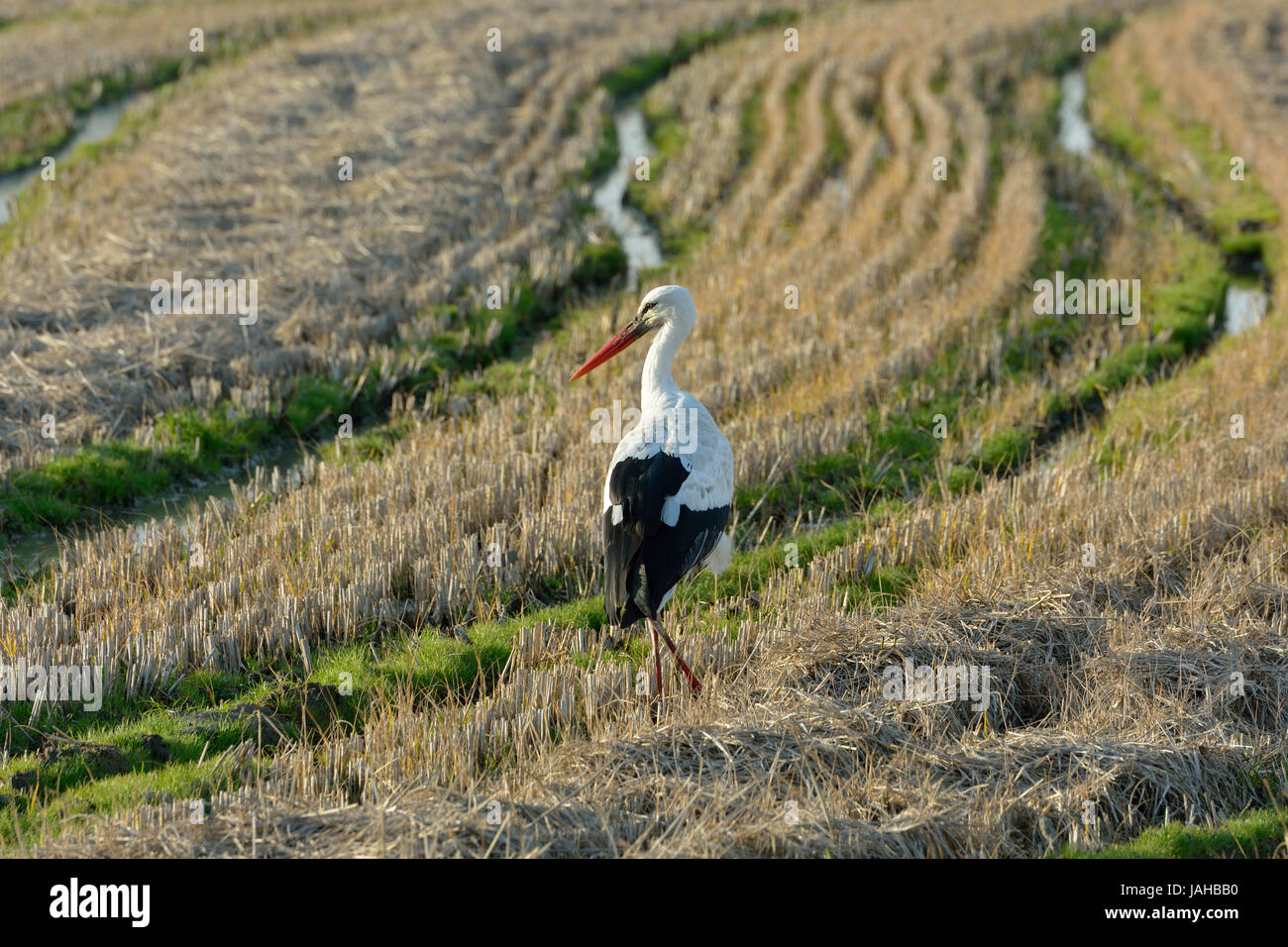 Une cigogne en champ de riz. Réserve naturelle de l'estuaire du Sado, Portugal Banque D'Images