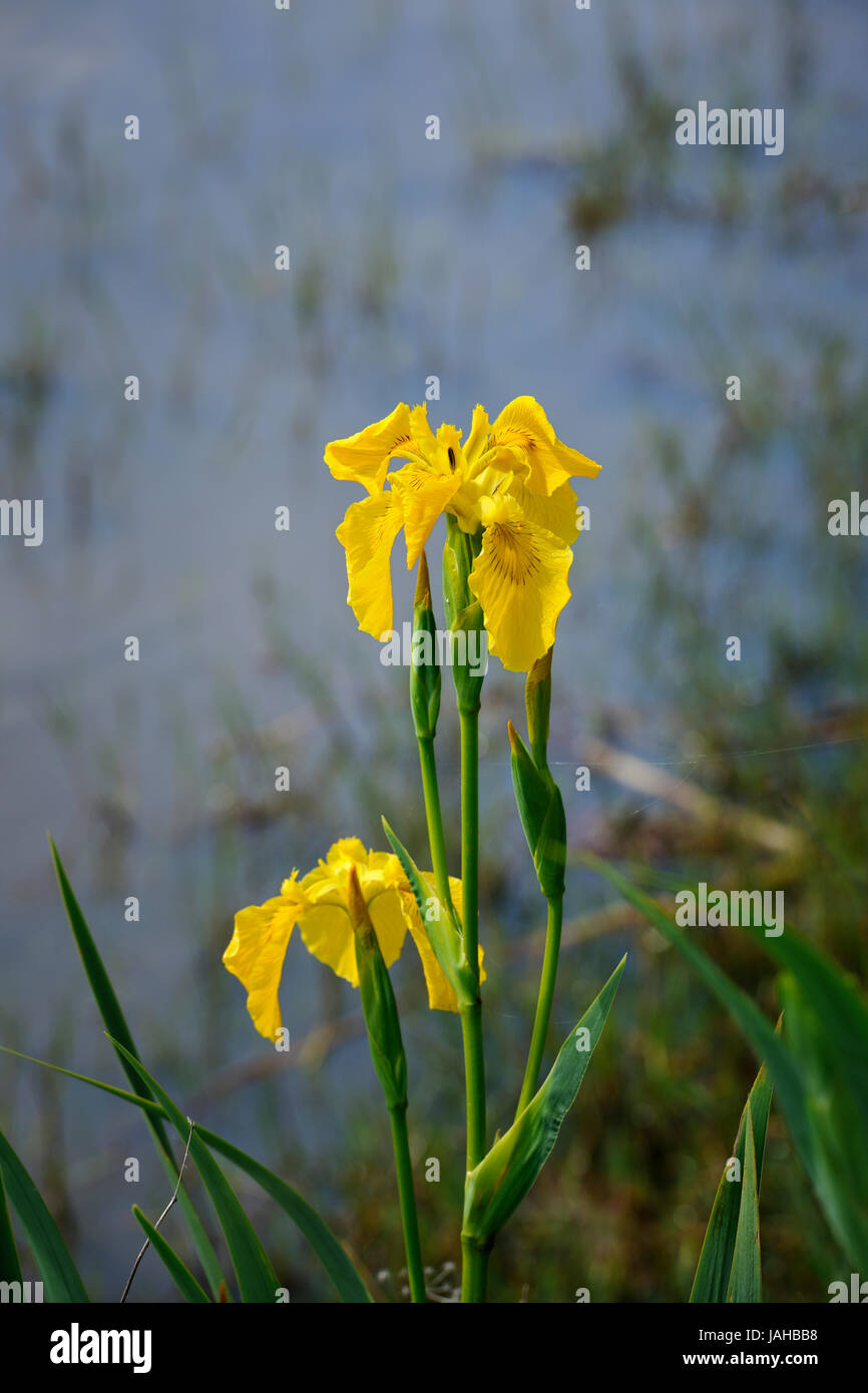 Les lis sur le sentiers de Salreu. C'est une très belle région naturelle entre la rivière Antuã et la Ria de Aveiro. Portugal Banque D'Images