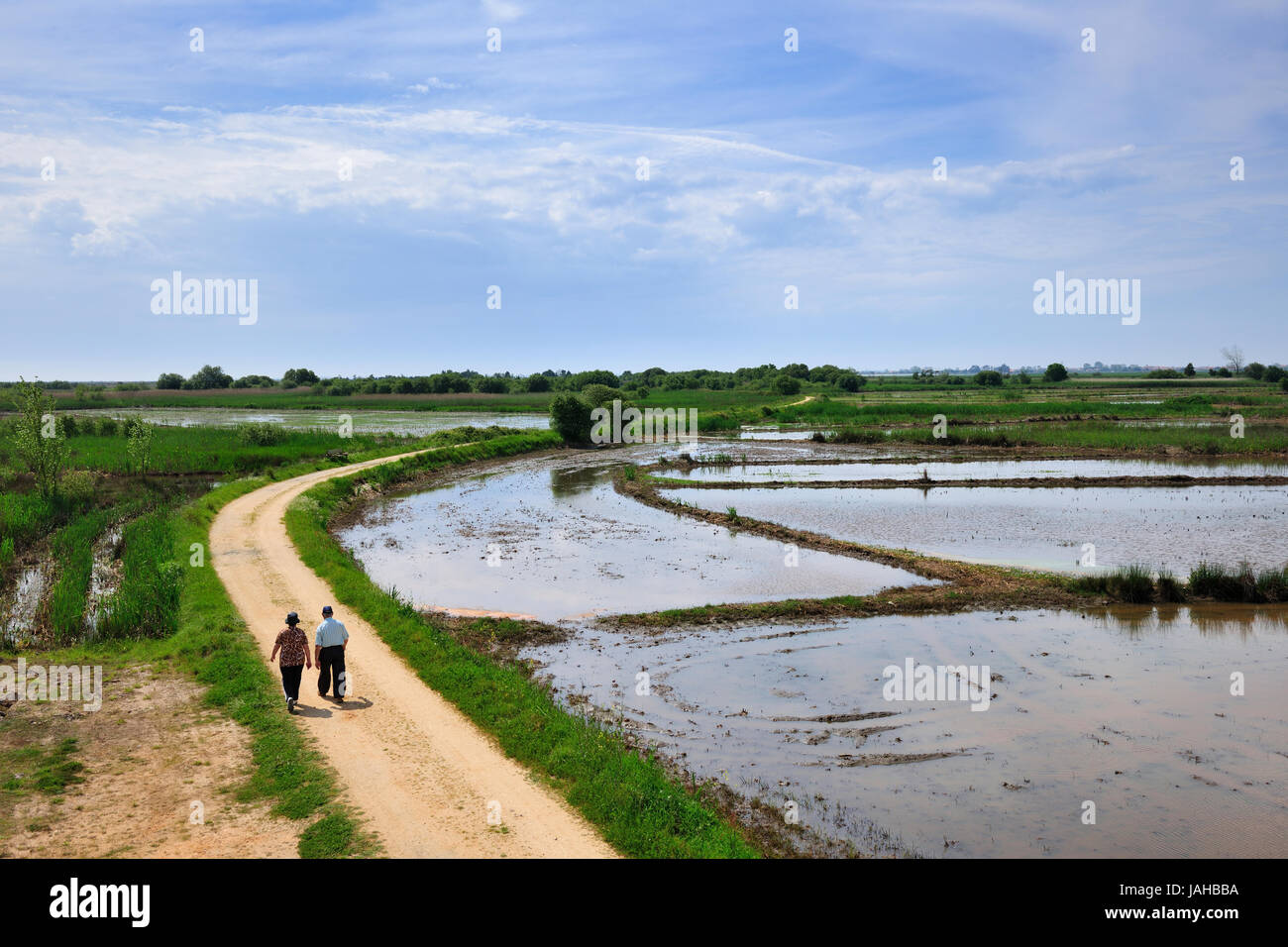 Les sentiers de Salreu. C'est une très belle région naturelle entre la rivière Antuã et la Ria de Aveiro. Portugal Banque D'Images