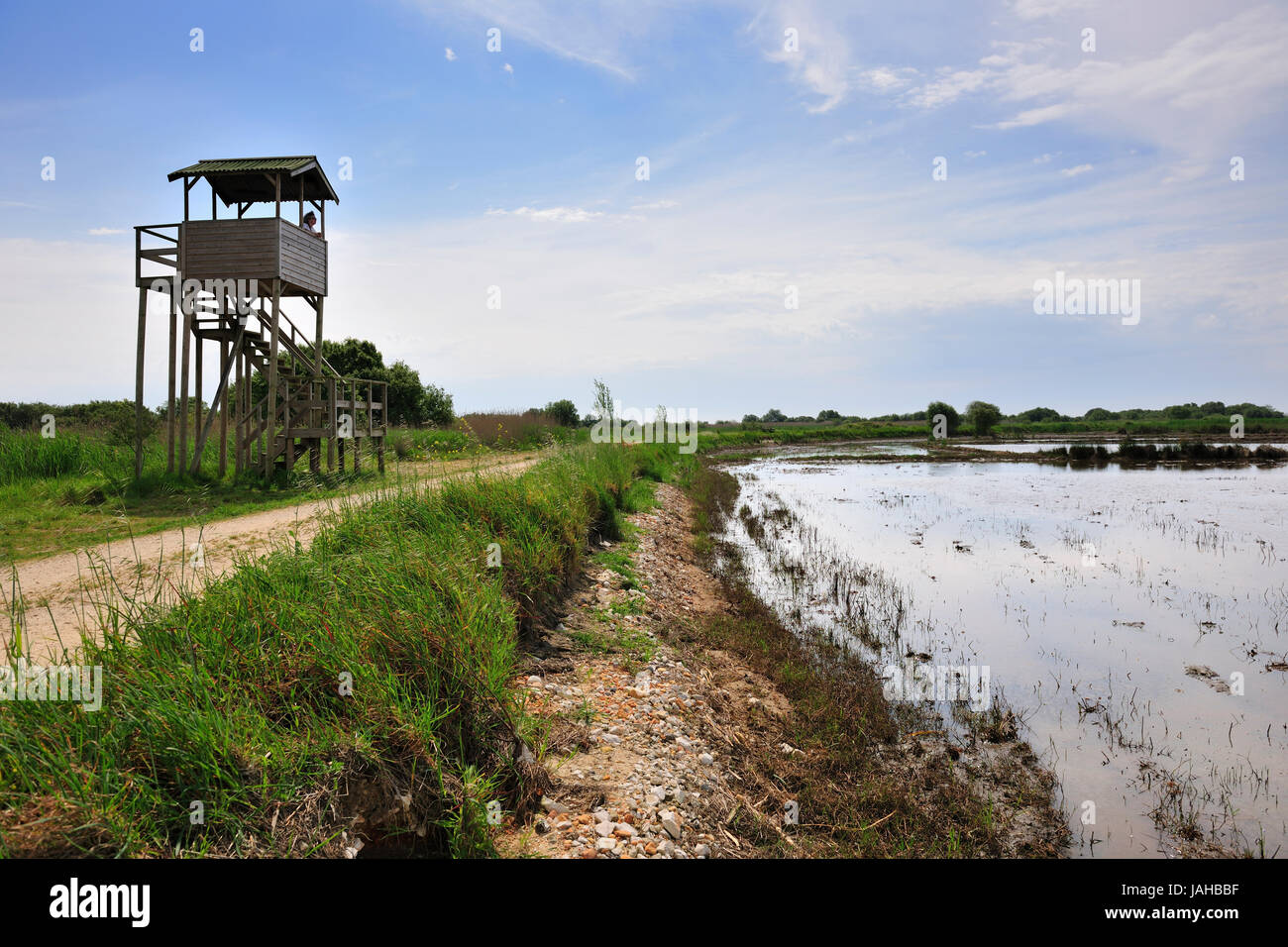 Les sentiers de Salreu. C'est une très belle région naturelle entre la rivière Antuã et la Ria de Aveiro. Portugal Banque D'Images