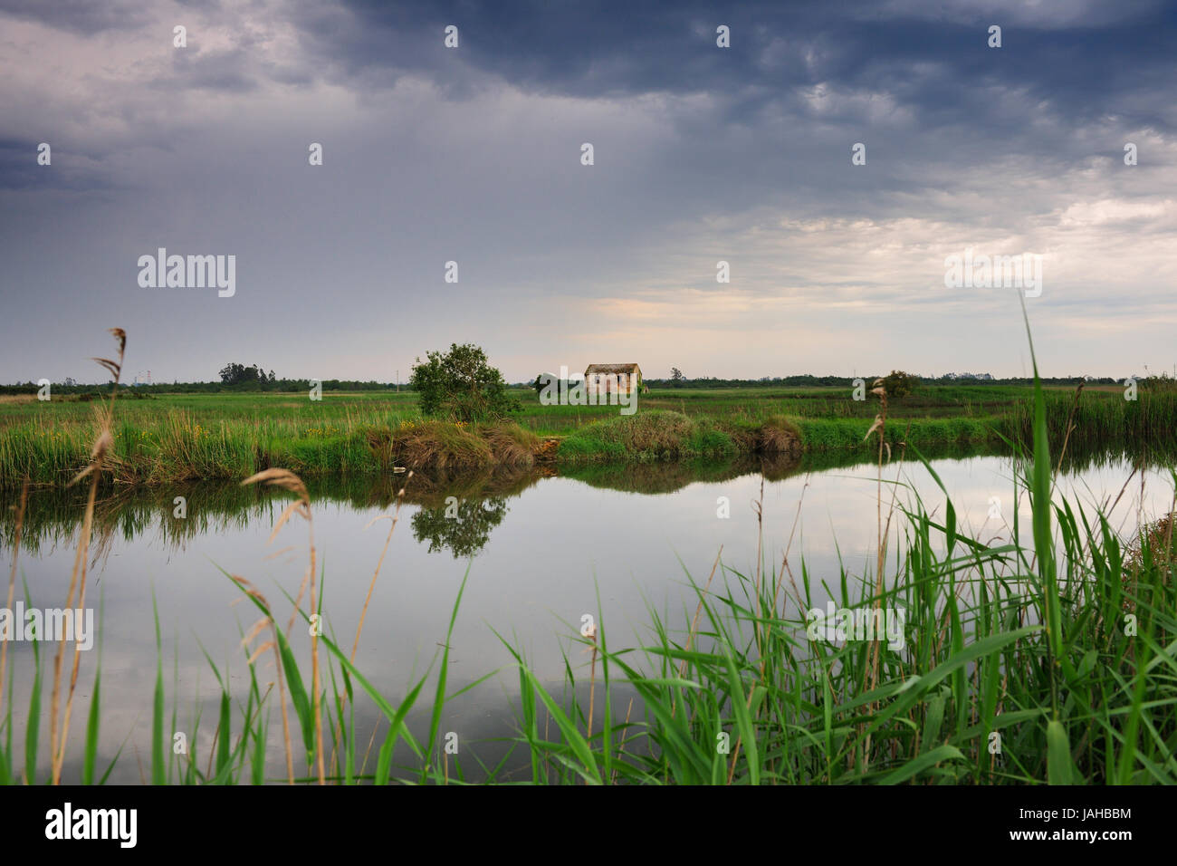 Les sentiers de Salreu. C'est une très belle région naturelle entre la rivière Antuã et la Ria de Aveiro. Portugal Banque D'Images