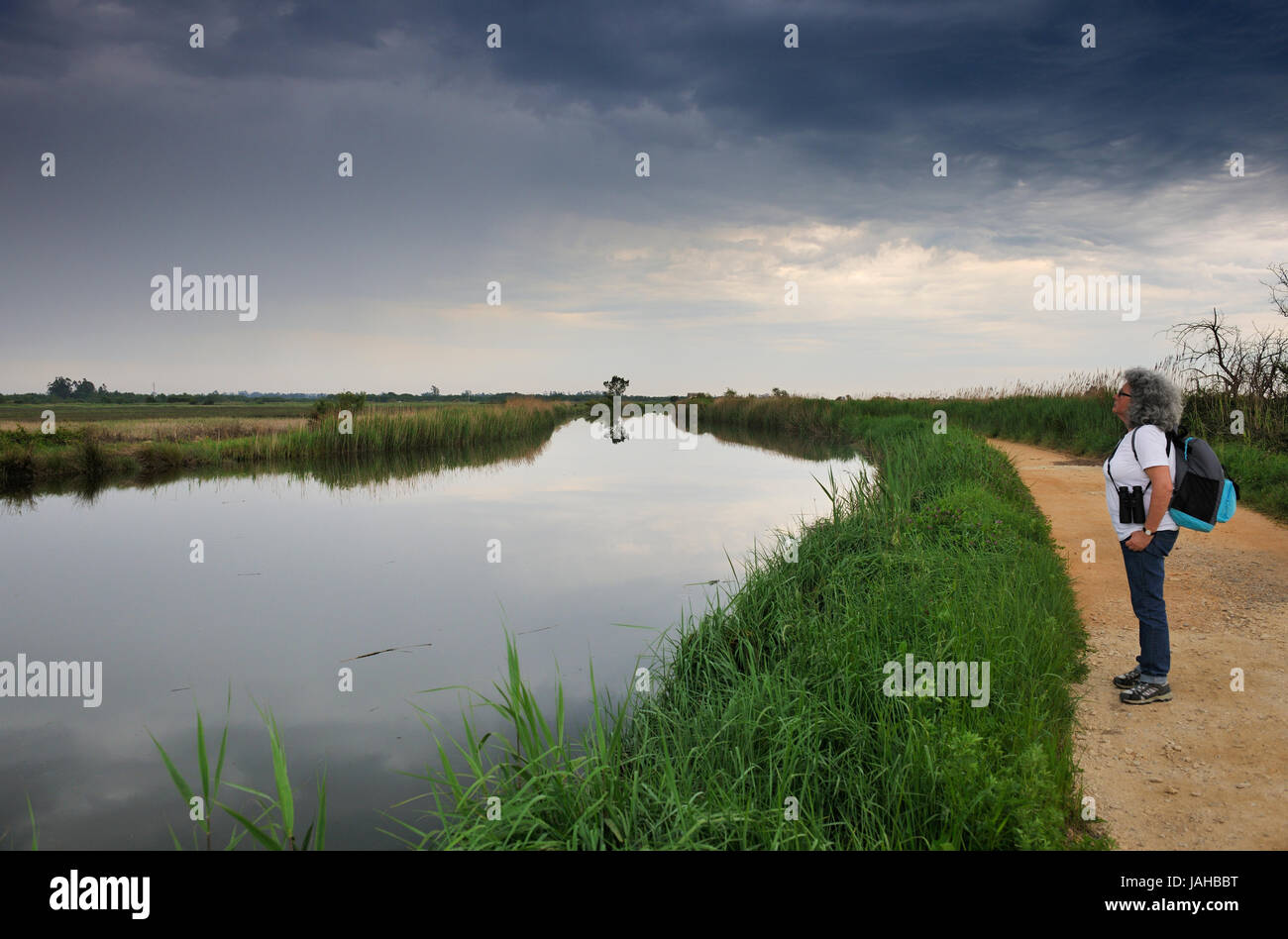 Les sentiers de Salreu. C'est une très belle région naturelle entre la rivière Antuã et la Ria de Aveiro. Portugal Banque D'Images