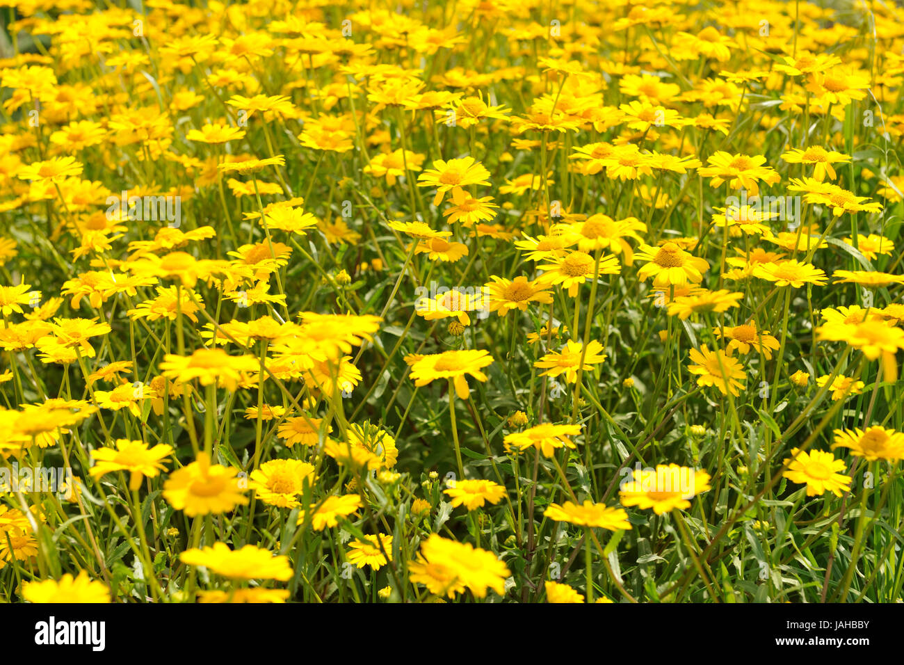 Des soucis sur le sentier pédestre de Salreu. C'est une très belle région naturelle entre la rivière Antuã et la Ria de Aveiro. Portugal Banque D'Images