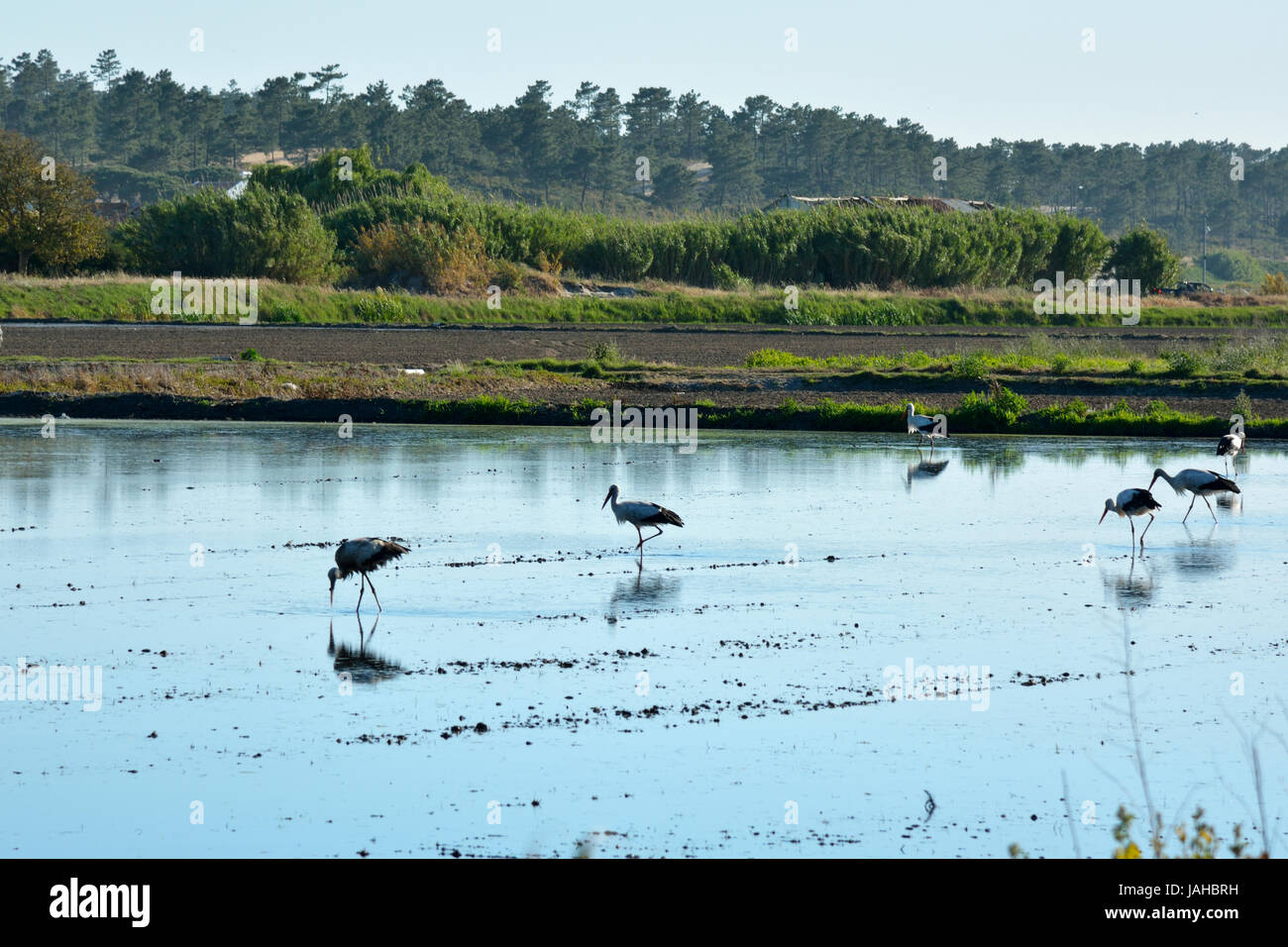 L'alimentation sur les cigognes Melides lagon. Alentejo, Portugal Banque D'Images