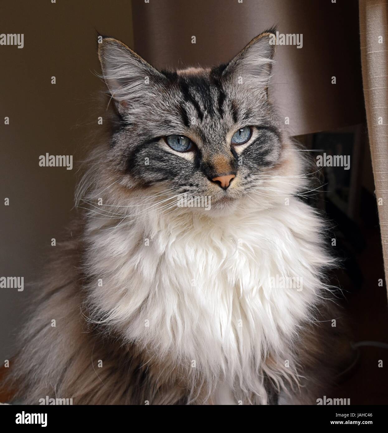 Portrait d'un pedigree (seal tabby Cat Ragdoll lynx) Banque D'Images