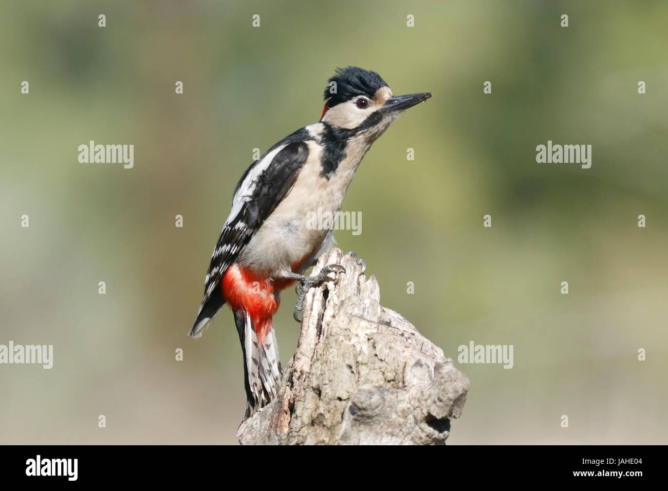 Great spotted woodpecker (Dendrocopos major) adulte perché sur souche d'arbre, Roumanie Banque D'Images