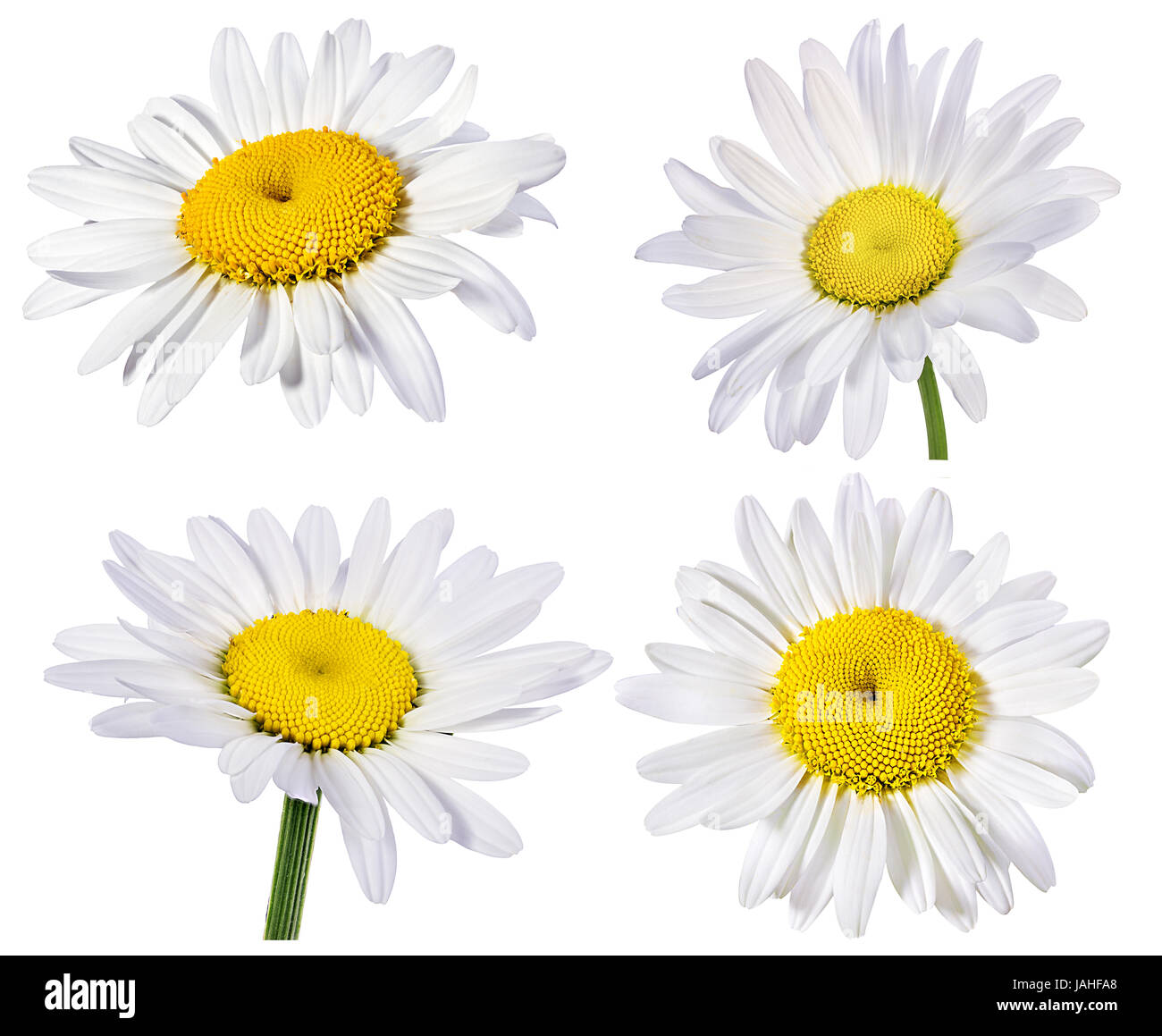 Camomille flower isolated with clipping path Banque D'Images Camomille flower isolated with clipping path Banque D'Images