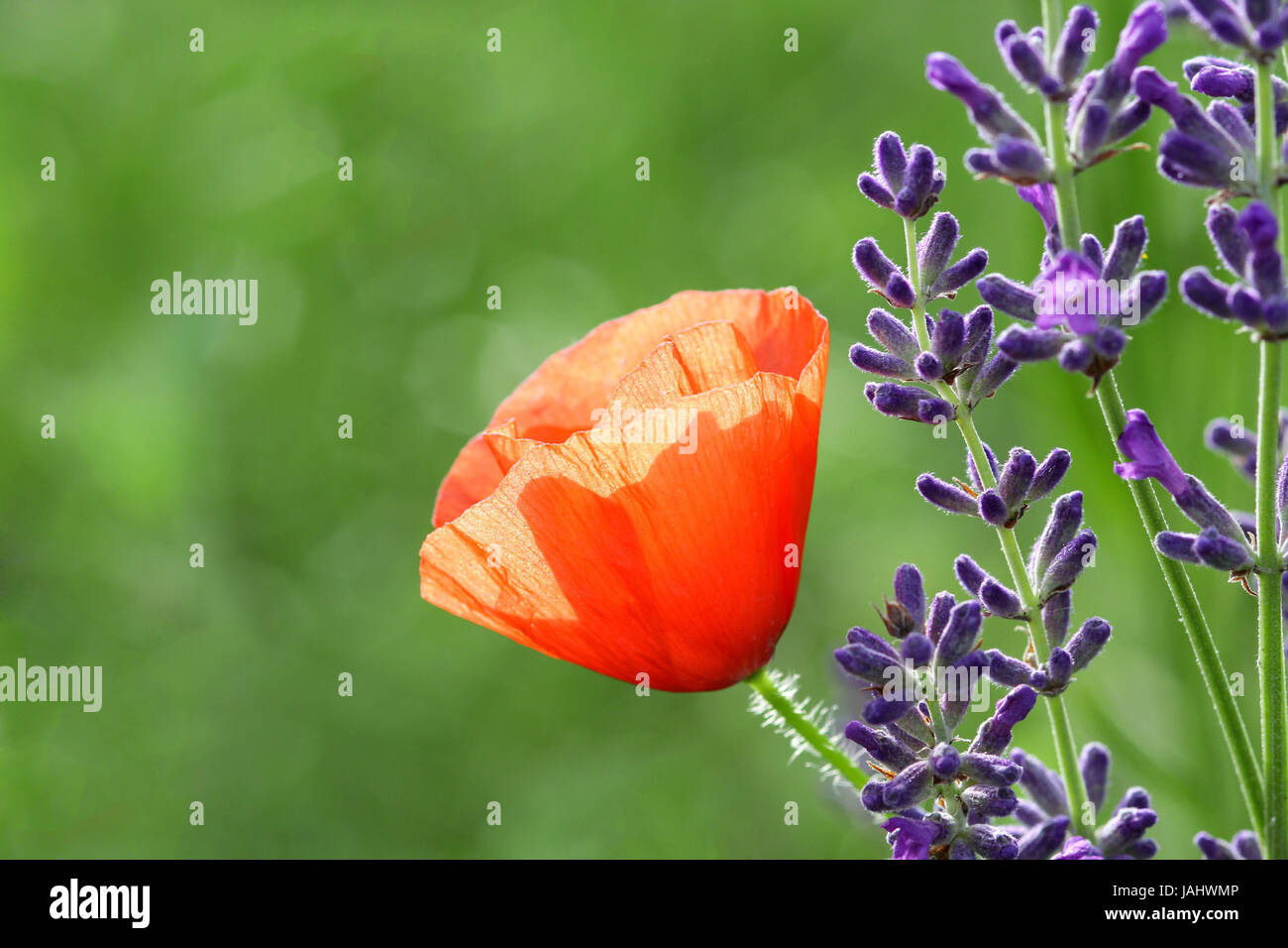 Lavande medicin Banque D'Images