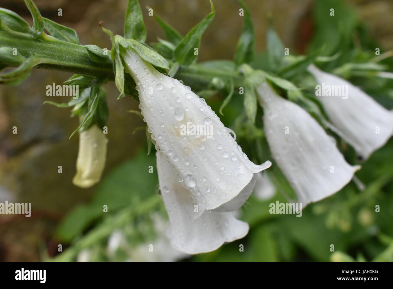Close up of gouttes de pluie sur une fleur Banque D'Images
