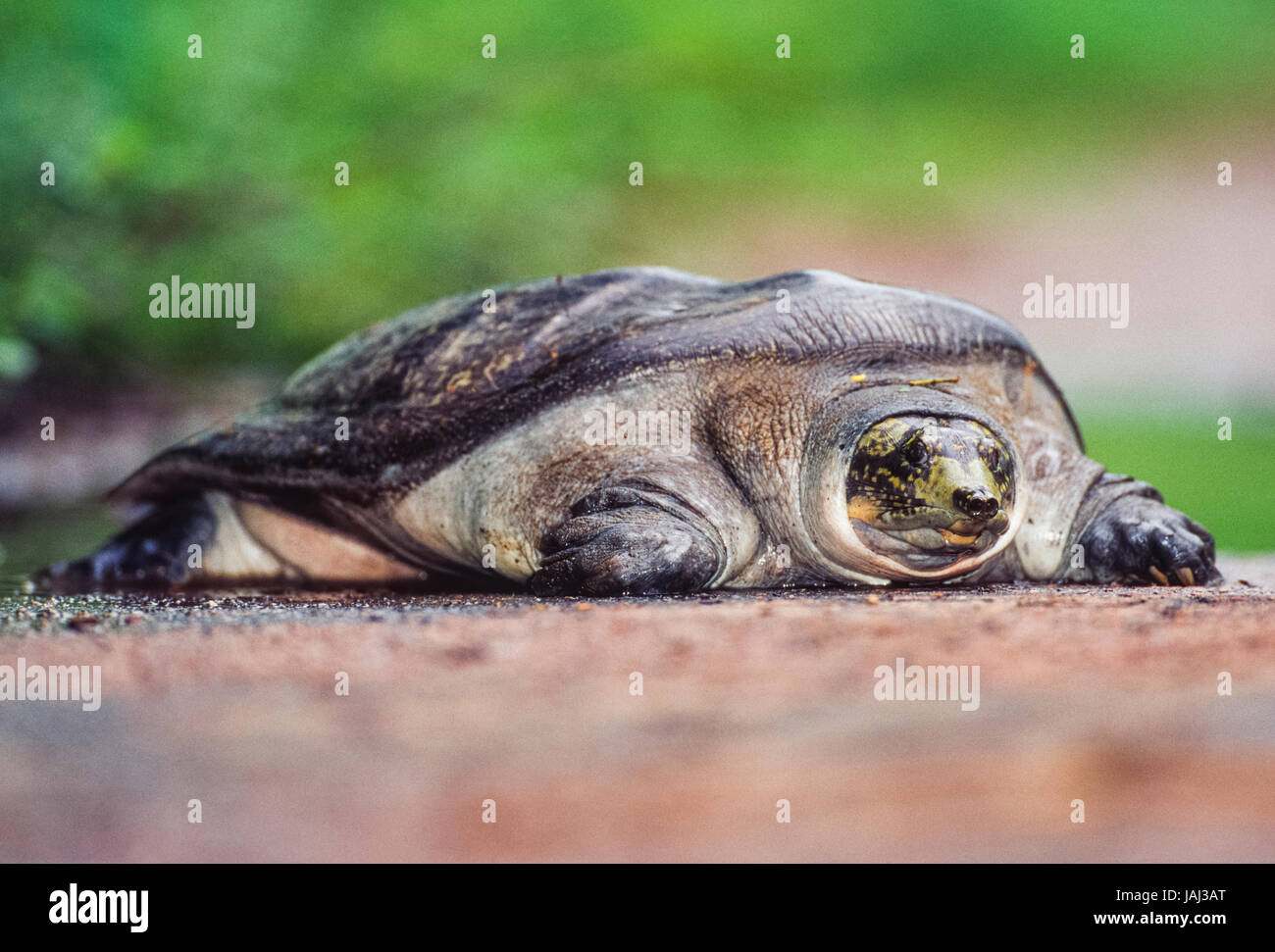 Paon indien à épines, (Aspideretus hurum),le parc national de Keoladeo Ghana, Bharatpur, Rajasthan, Inde Banque D'Images