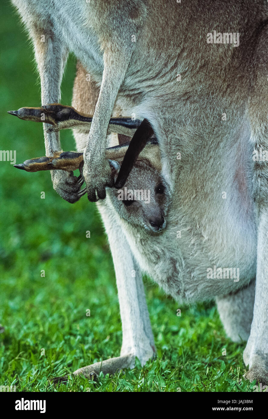 Kangourou gris de l'est chez les femmes adultes, (Macropus giganteus), avec Joey en sachet, New South Wales, Australie Banque D'Images