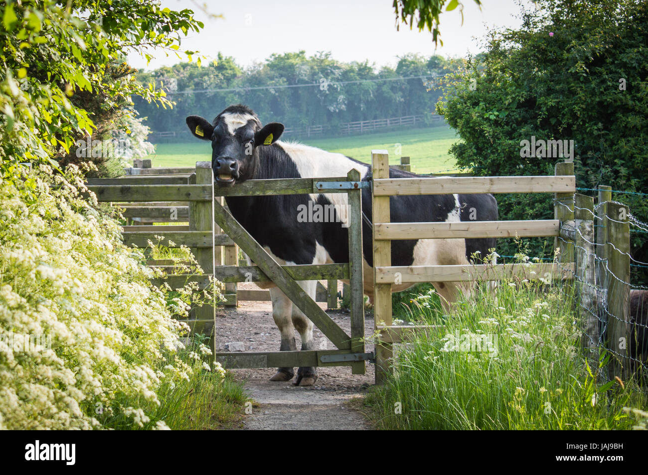 Blocage de vache gateway Banque D'Images