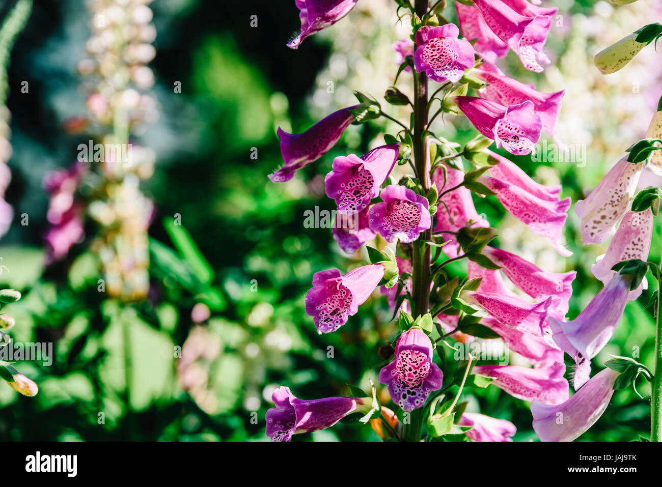 Digitalis digitales rose planter des fleurs dans le jardin Banque D'Images