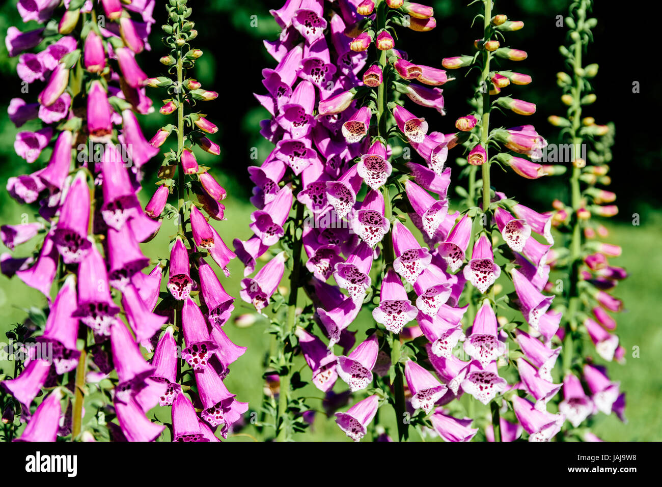 Digitalis digitales rose planter des fleurs dans le jardin Banque D'Images