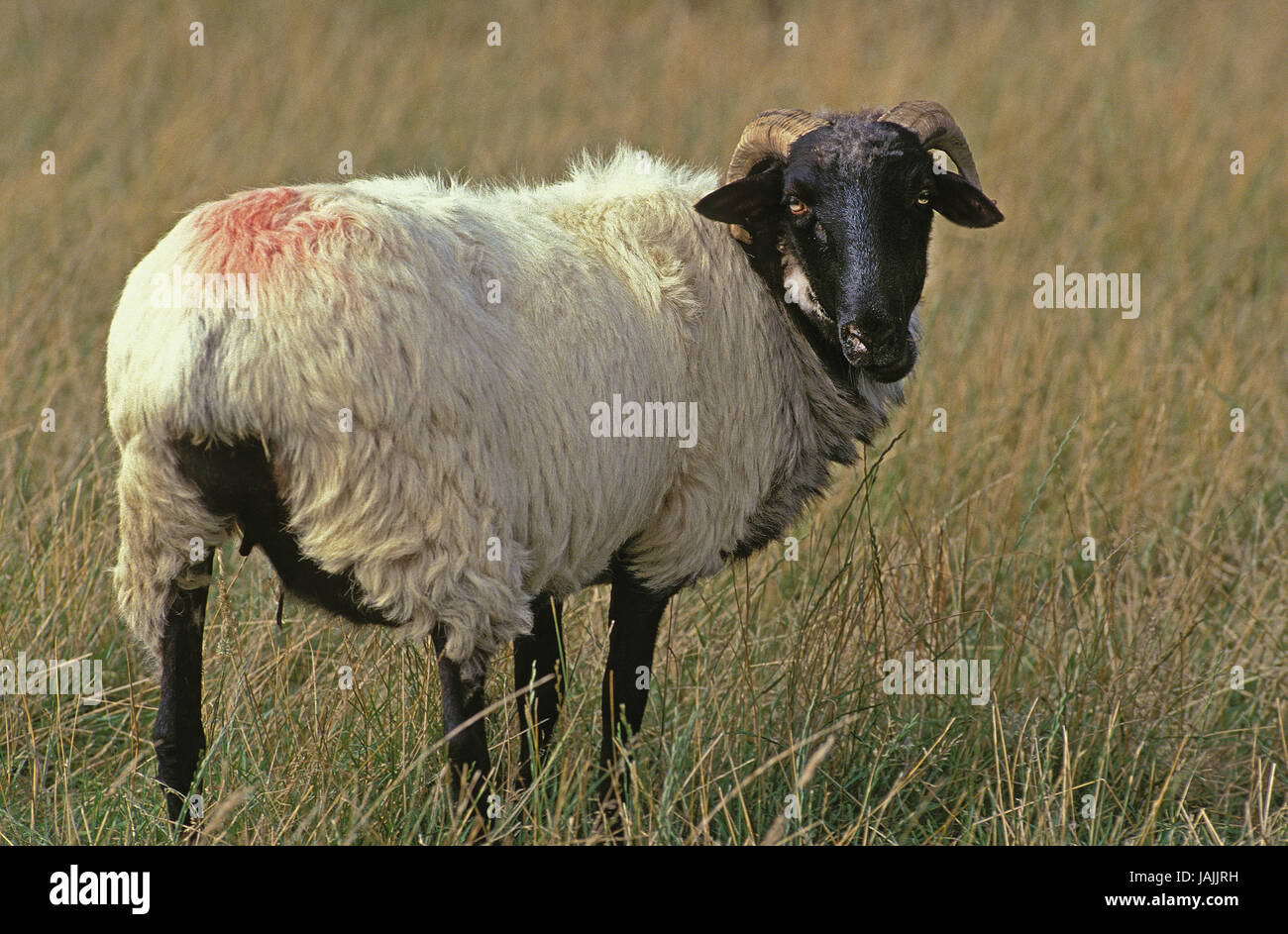 Manech à tête-noir-Schaf,French,course,femelle de l'herbe, Banque D'Images