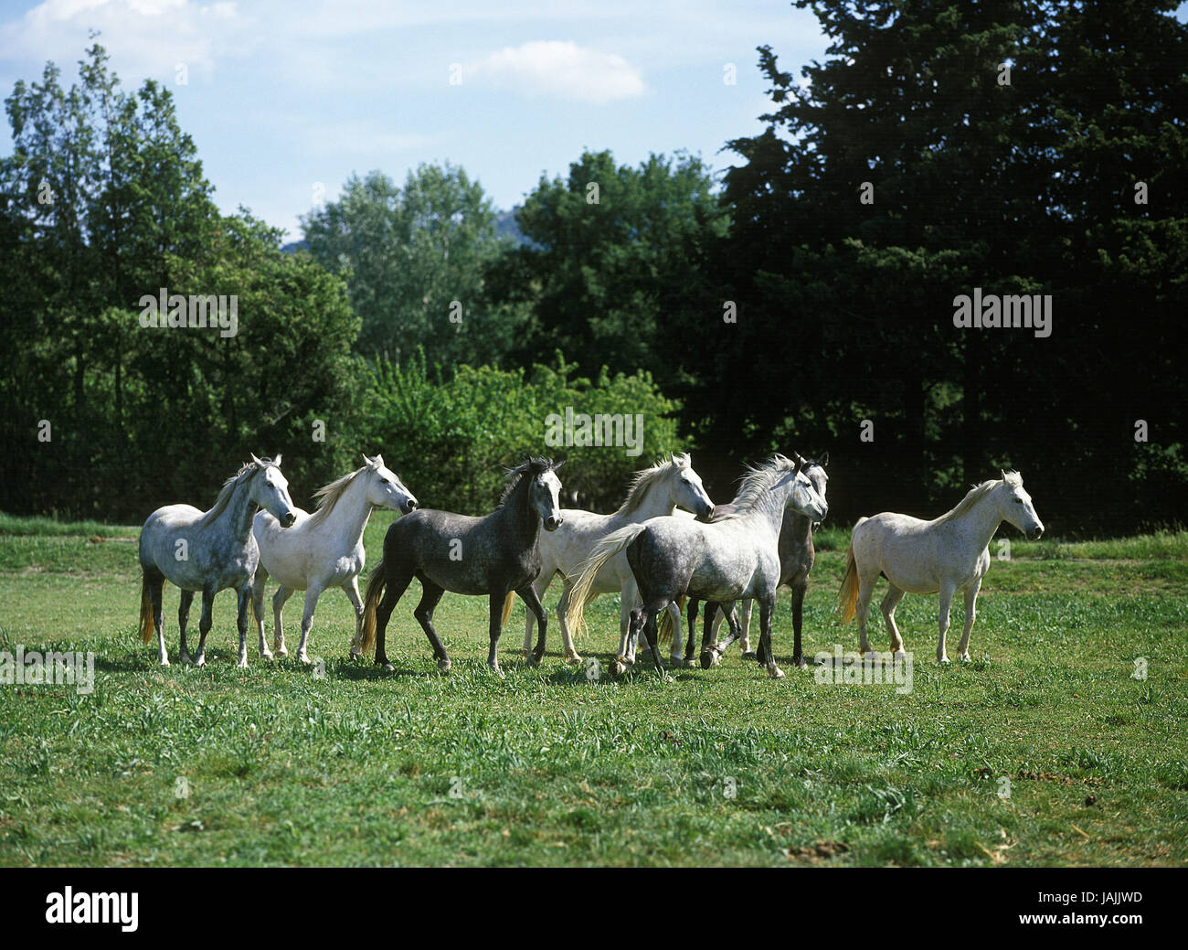 Lipizzianer,porte,champ, Banque D'Images