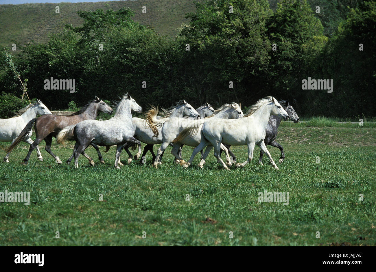 Lipizzan,porte,pré, Banque D'Images