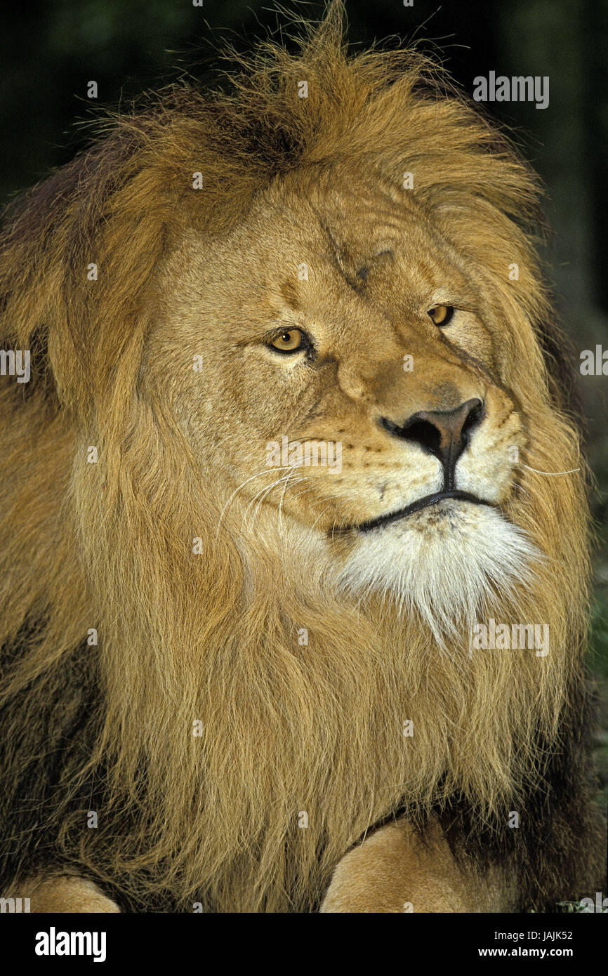 Lion, Panthera leo,petits hommes,portrait, Banque D'Images